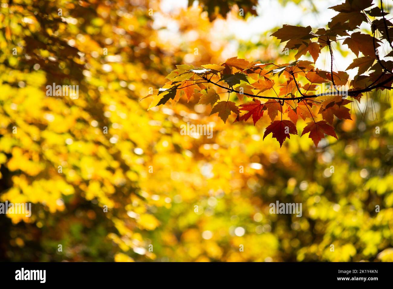Marmalade leaves extend on a branch on a background of gold. Autumn in all its glory. Stock Photo