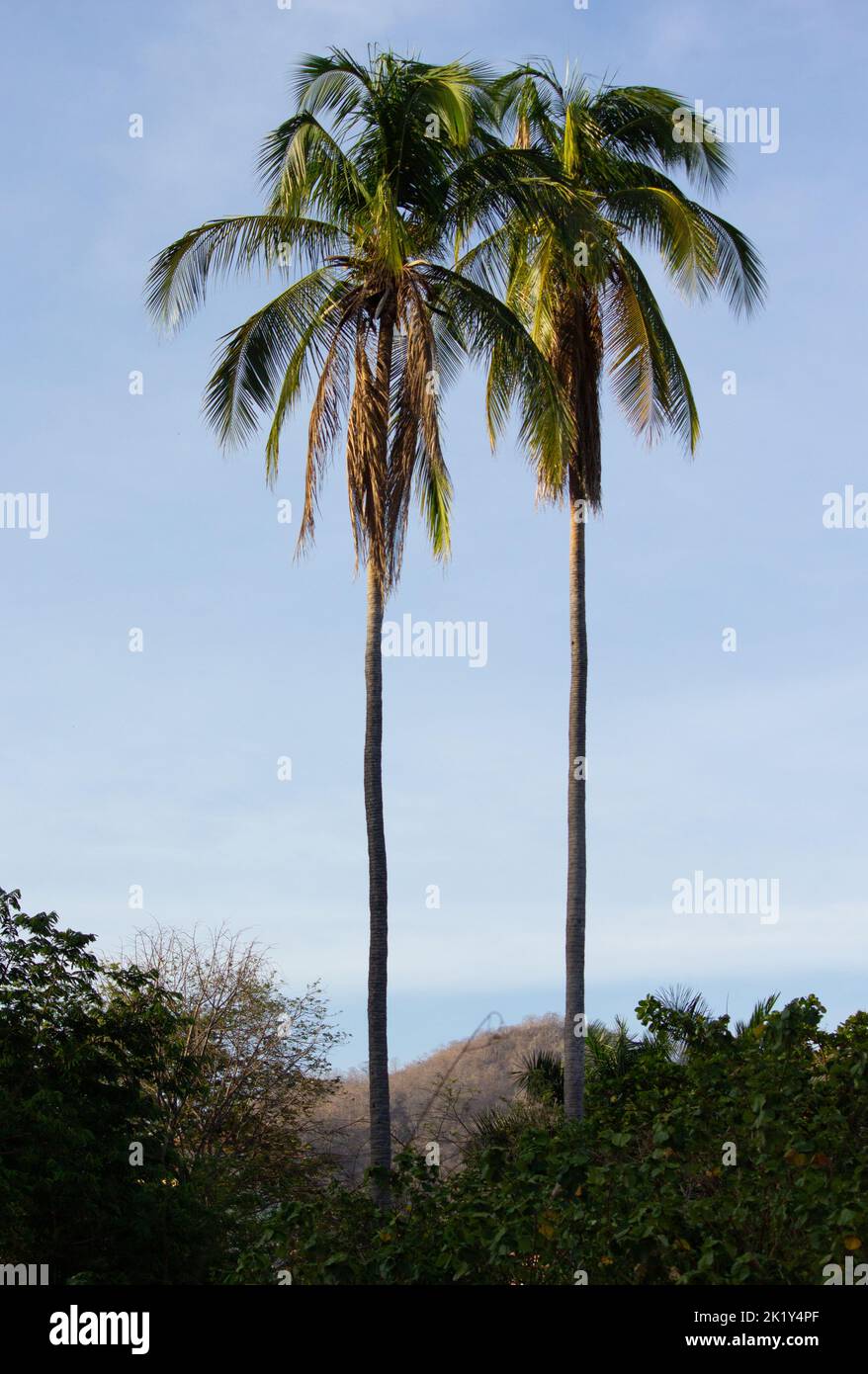 Two palm trees stand tall along the beach with a background of ocean and hills. A postcard view of palm trees. Stock Photo