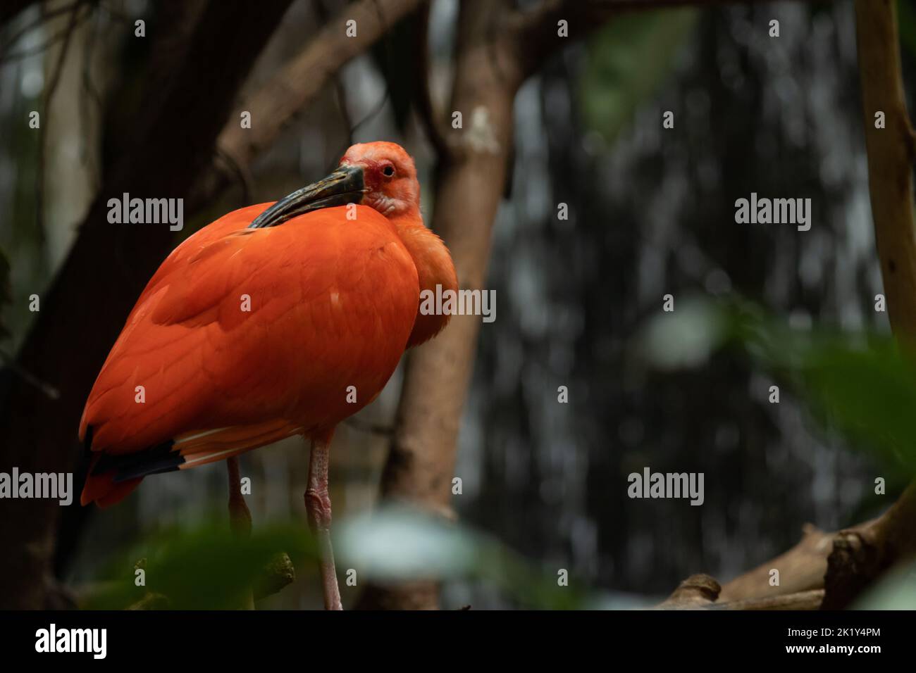 A scarlet ibis rests on a branch, head turned back and sleepy. It has magnificent red plumage. Stock Photo