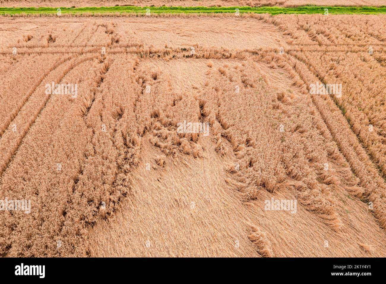 Aerial view of a grain field marked by heavy rain with tractor tracks