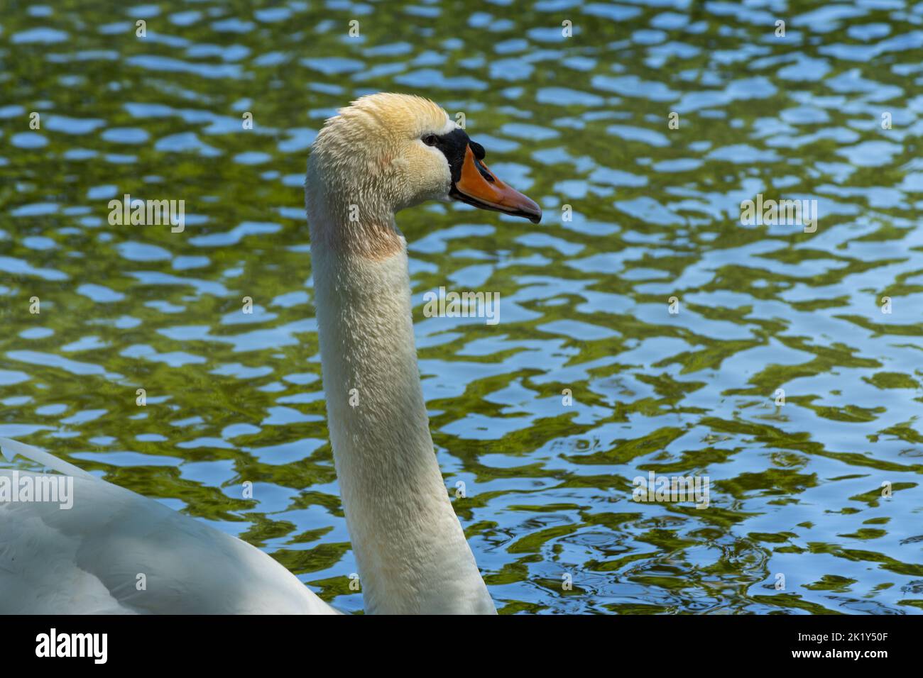 A white swan highlighted by Monet-like colors in a pond in Stratford, Ontario. Regal swan out for a swim. Stock Photo