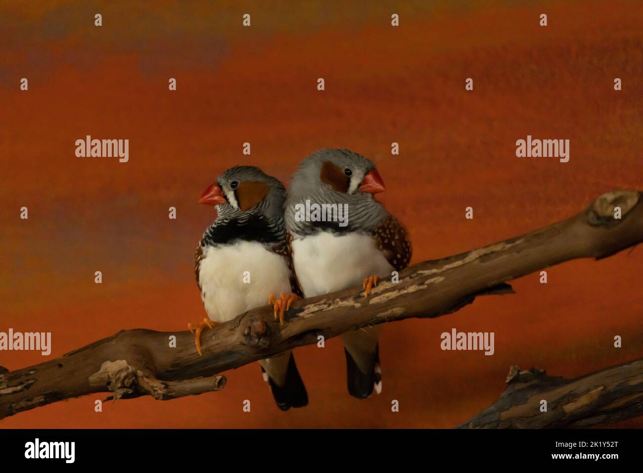 Two zebra finches sit close together on a branch Stock Photo - Alamy