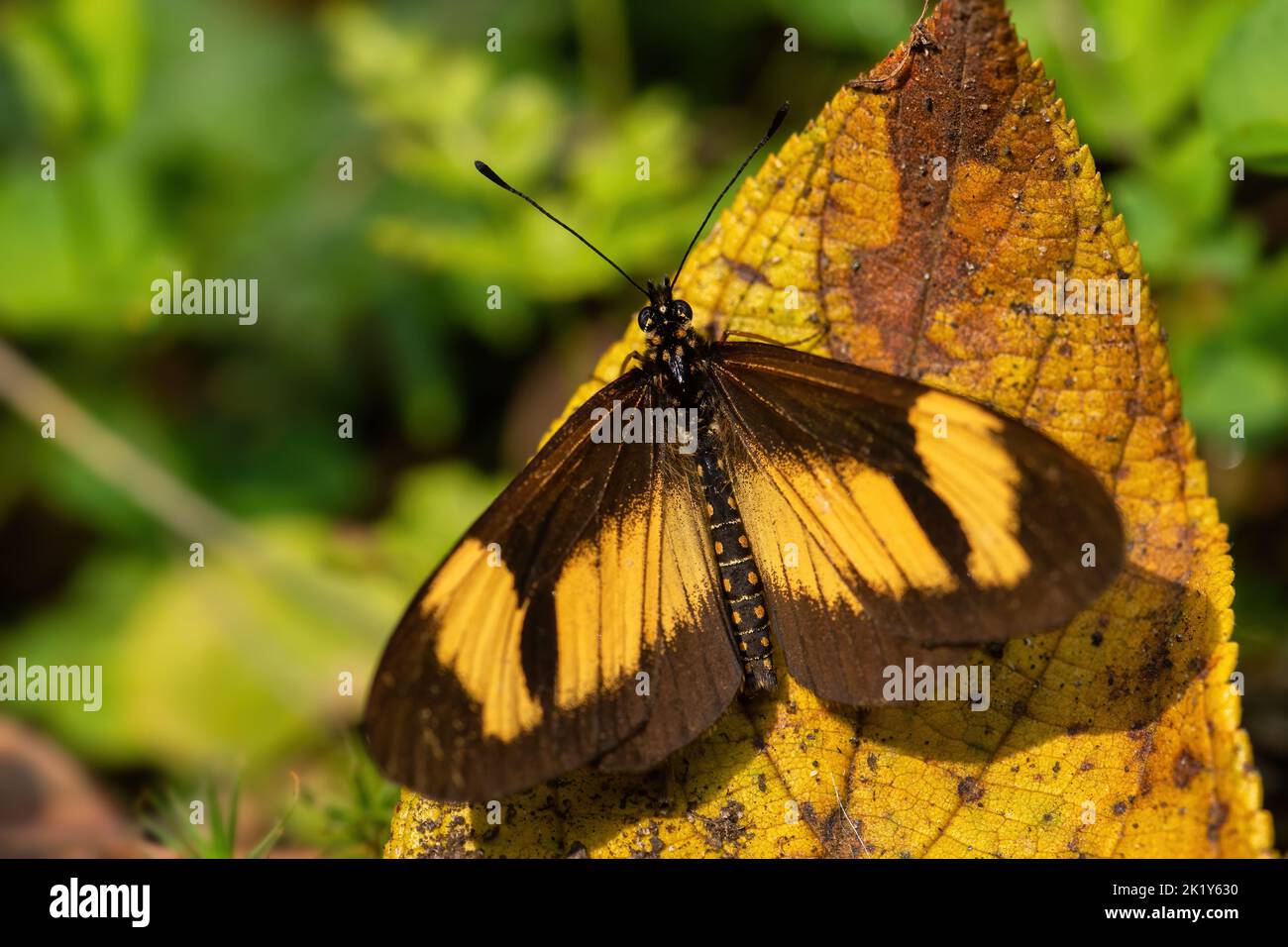 Jodutta Acraea butterfly - Actinote jodutta, beautiful colored butterfly from African meadows and gardens, Uganda. Stock Photo