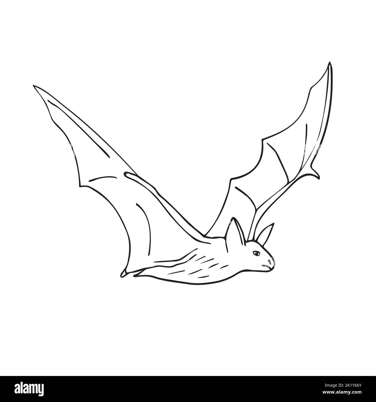 Vector hand drawn doodle sketch bat isolated on white background Stock ...