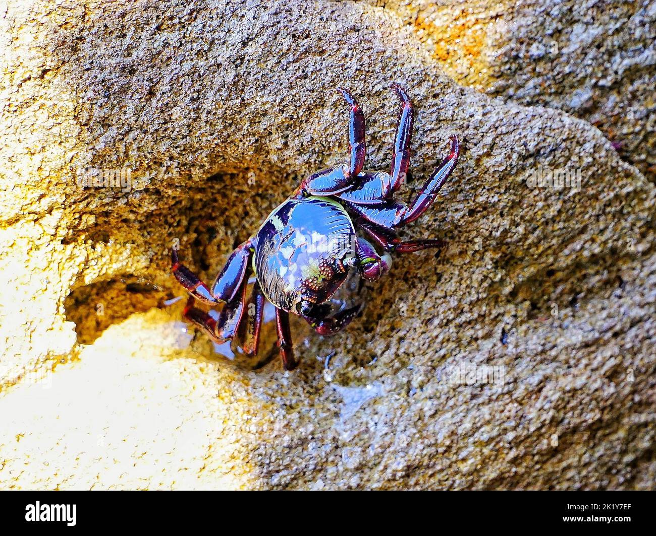 wild colorfull crab on the rocks Stock Photo