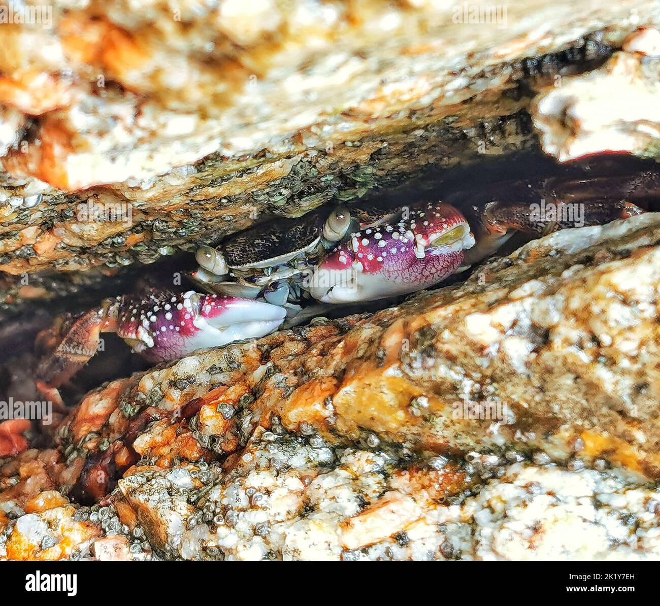 wild crab hidden in the rocks Stock Photo