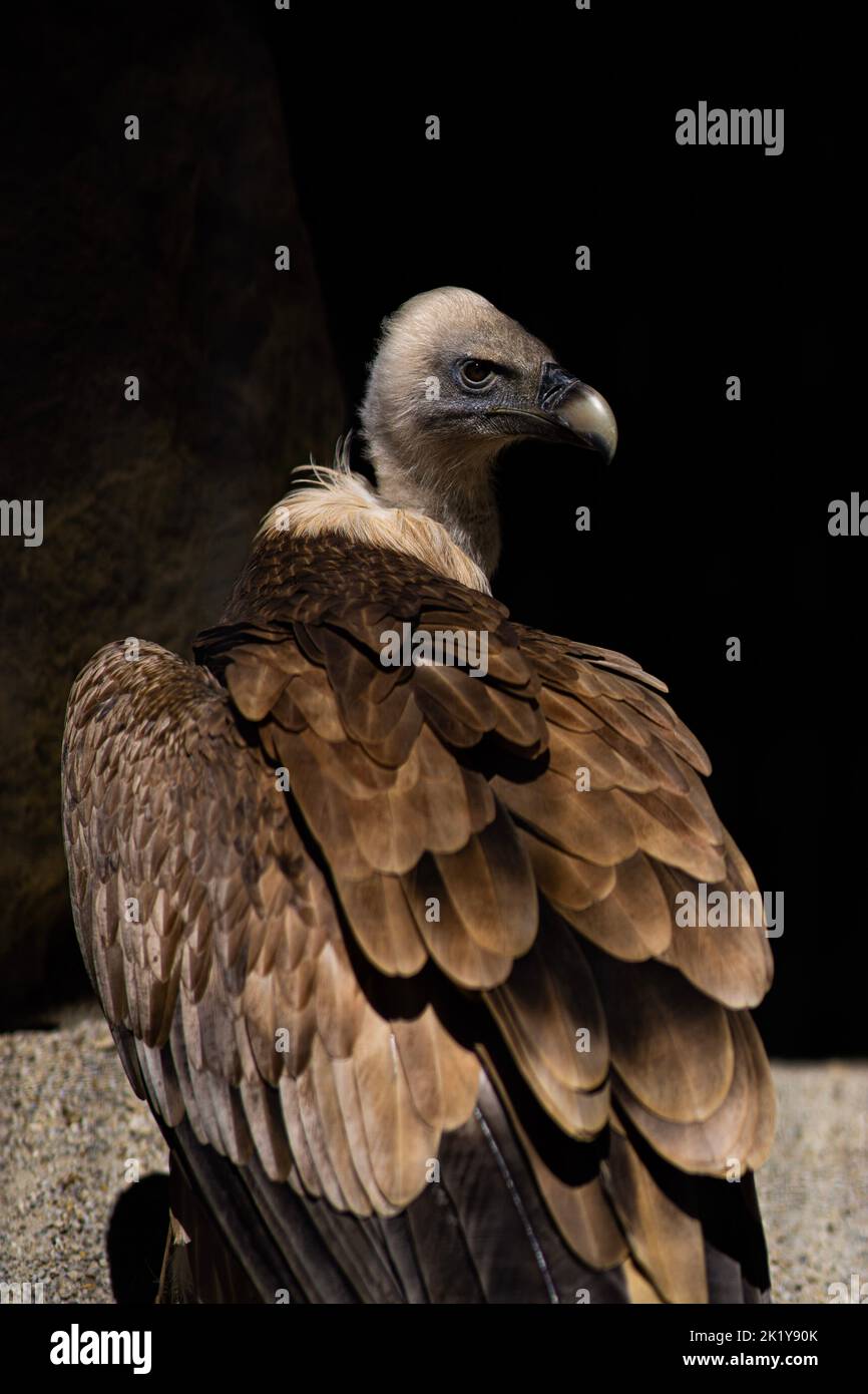 Geier / vulture Stock Photo