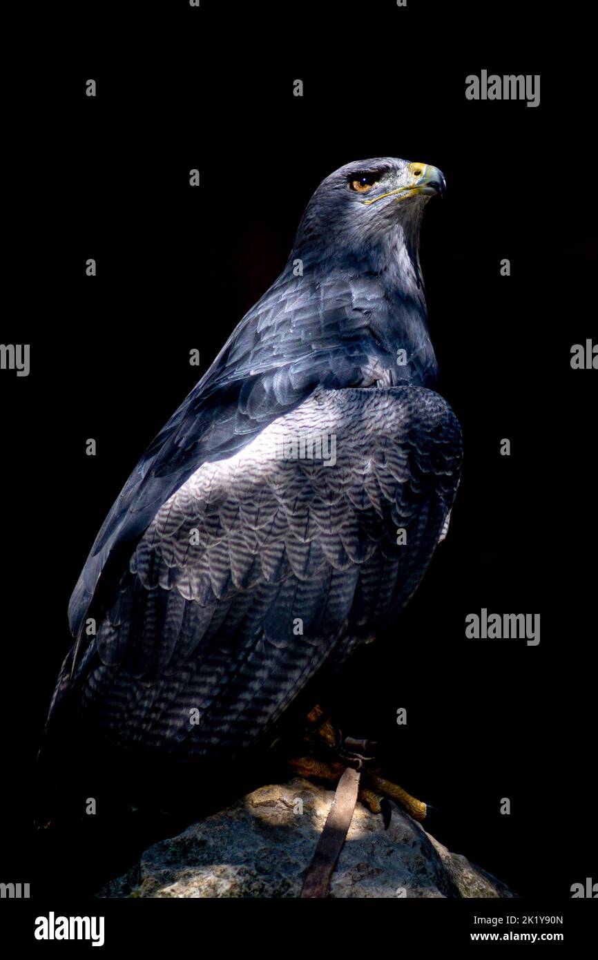 Portrait Aguja Blaubussard -Kordillerenadler (Geranoaetus melanoleucus) majestic blue buzzard aguja Stock Photo