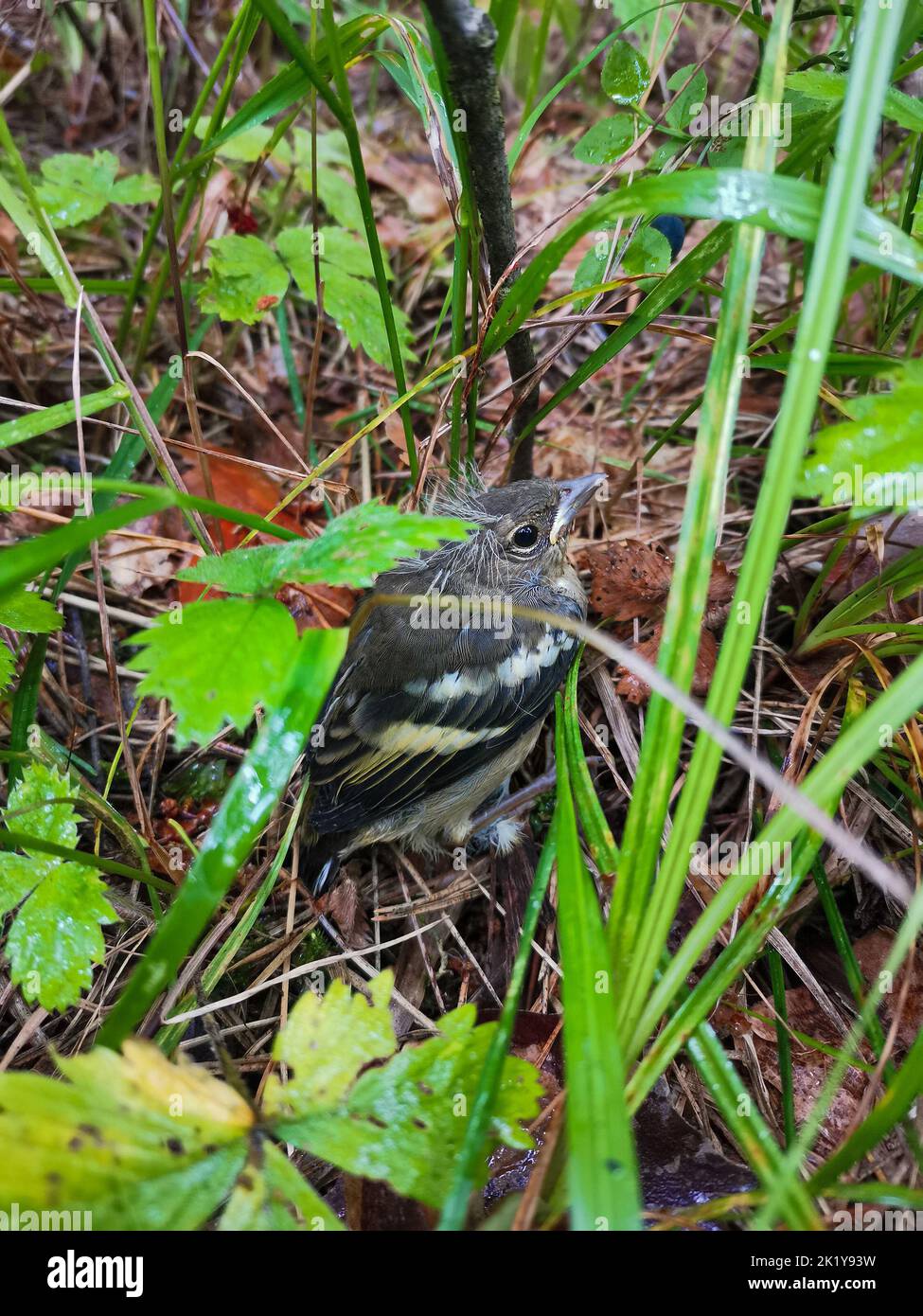 Little bird in wet grass Wildlife background Stock Photo