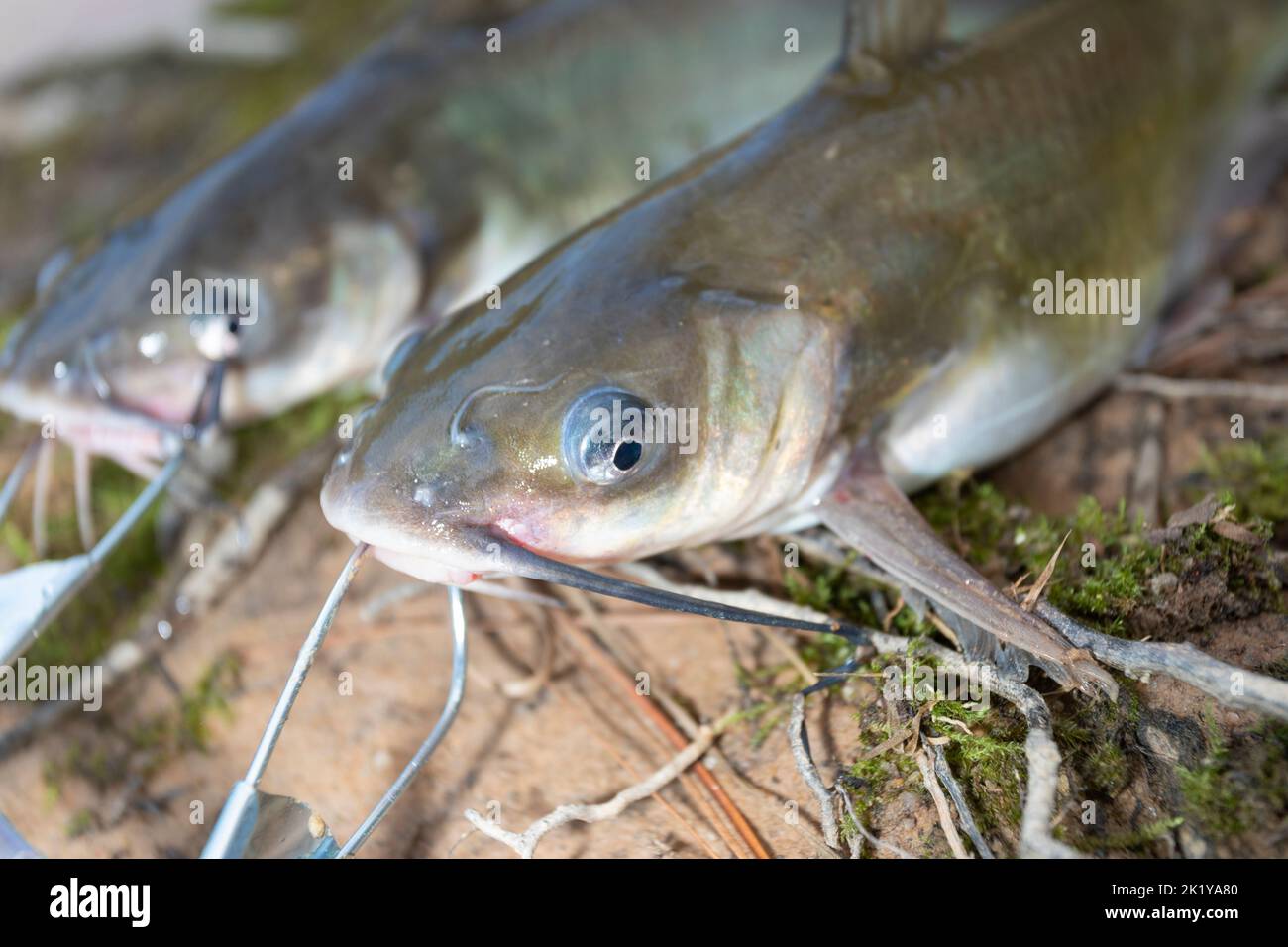 Two freshly caught catfish that are on a stringer Stock Photo - Alamy