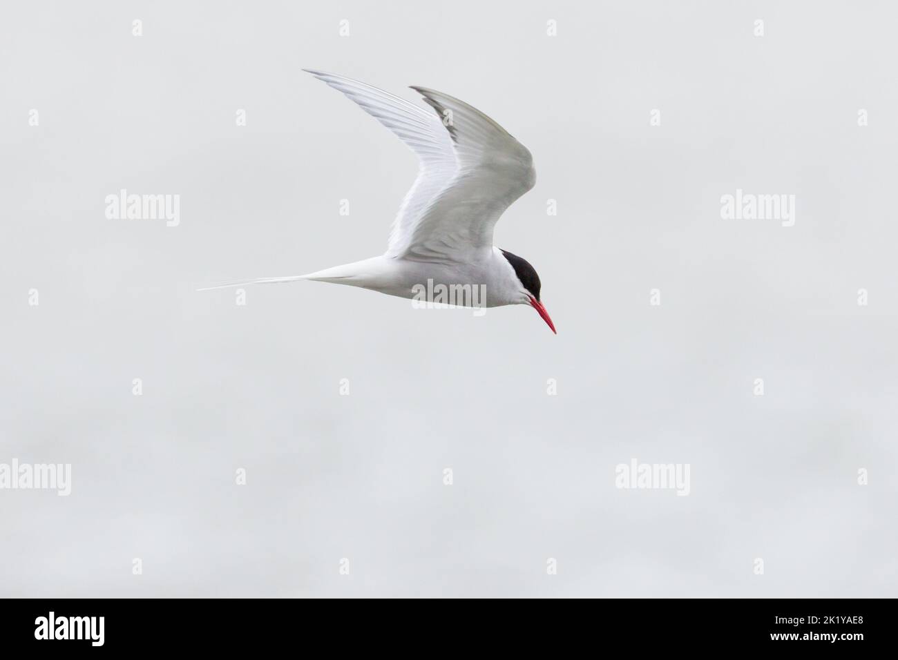 arctic tern flying with spread wings Stock Photo