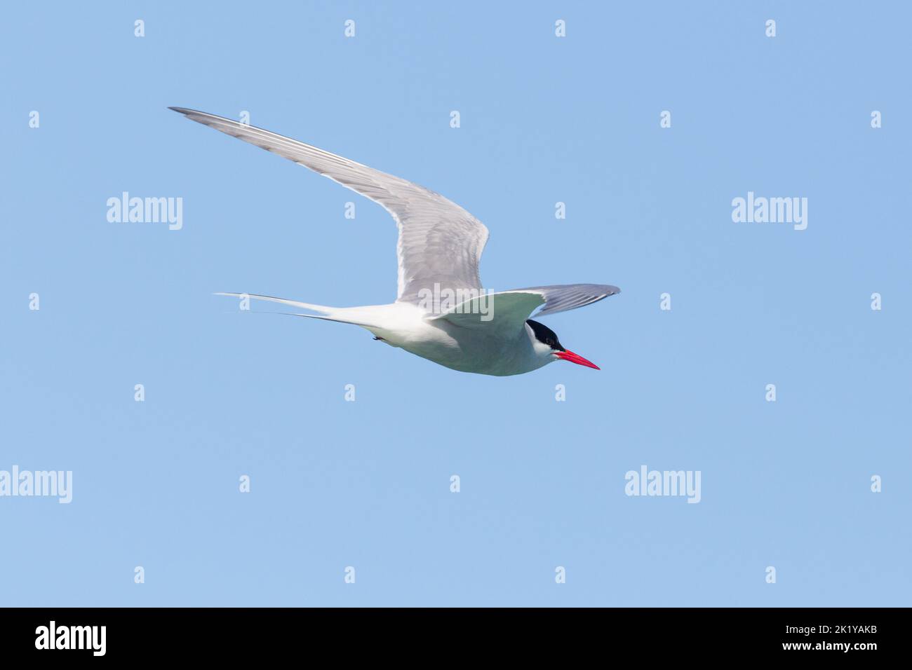 close-up one arctic tern (Sterna paradisaea) in flight in blue sky Stock Photo