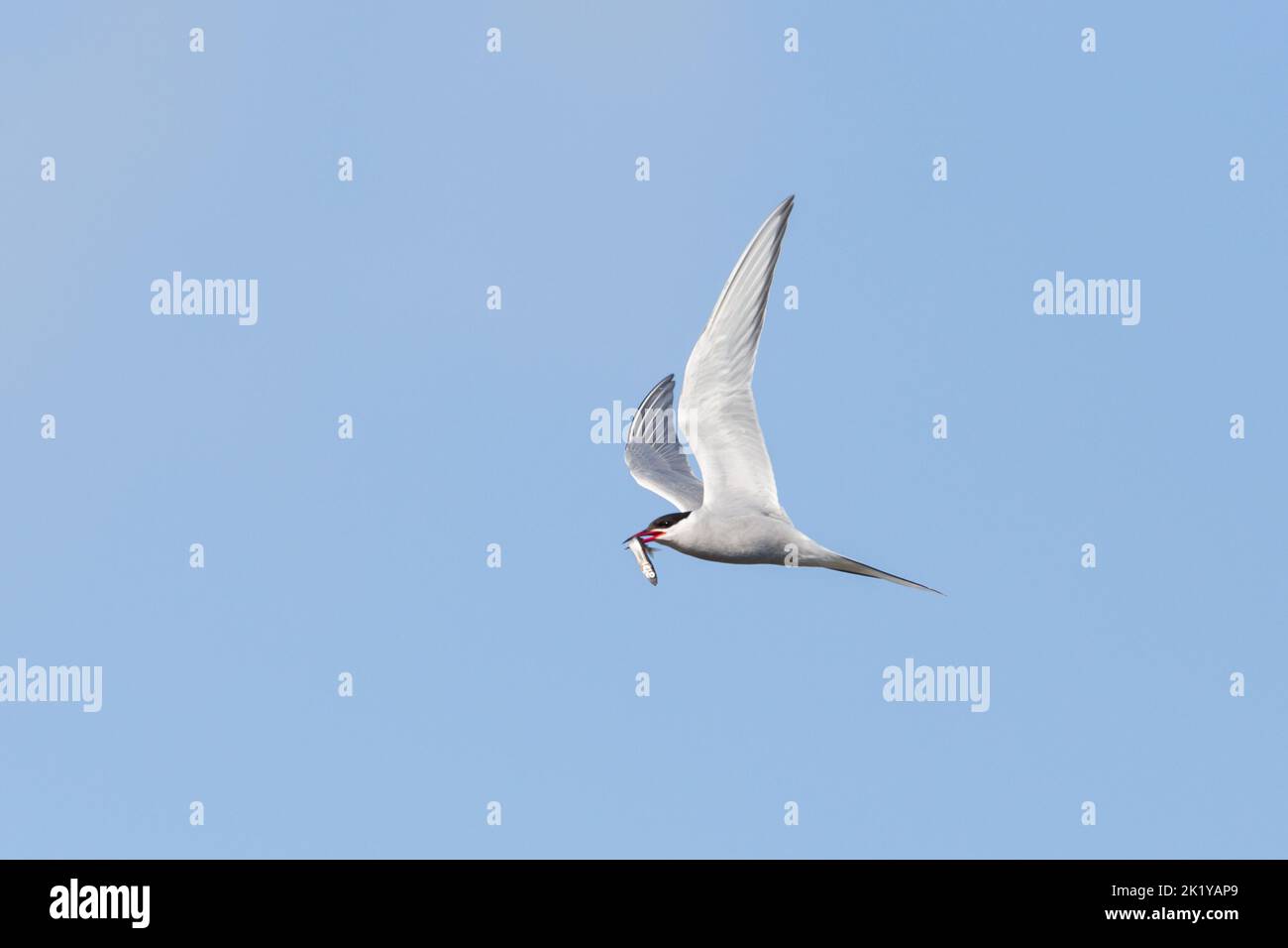 arctic tern (Sterna paradisaea) in flight in blue sky with fish in beak Stock Photo