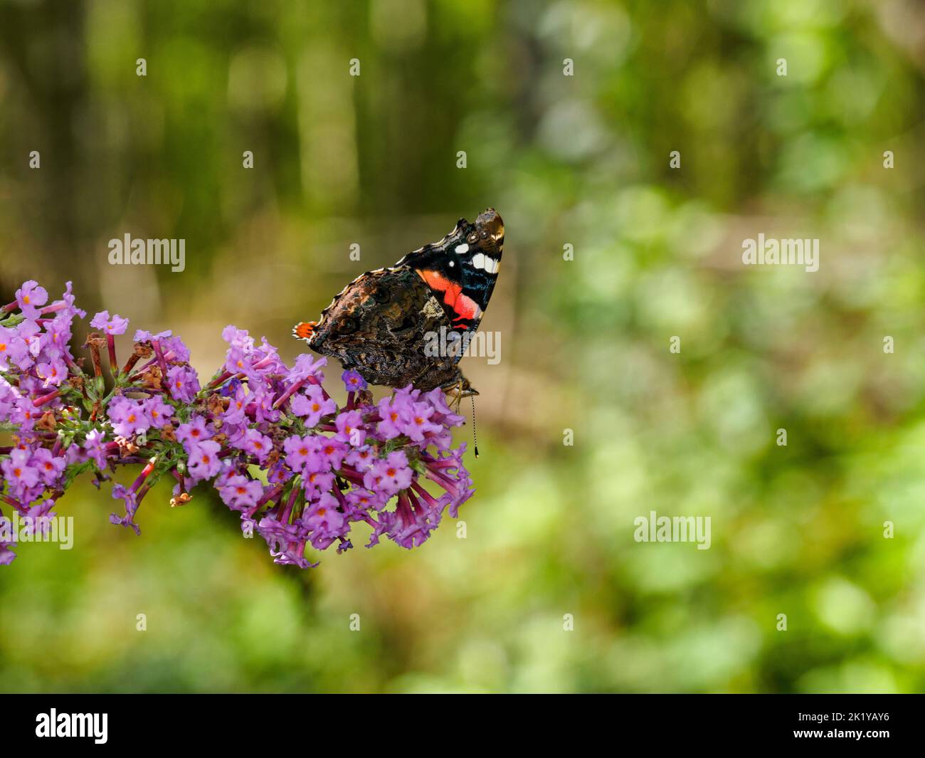 Close up macro image of a Red Admiral butterfly (Vanessa atalanta) feeding on nectar from a pink buddleia flower (Buddleja davidii) Stock Photo