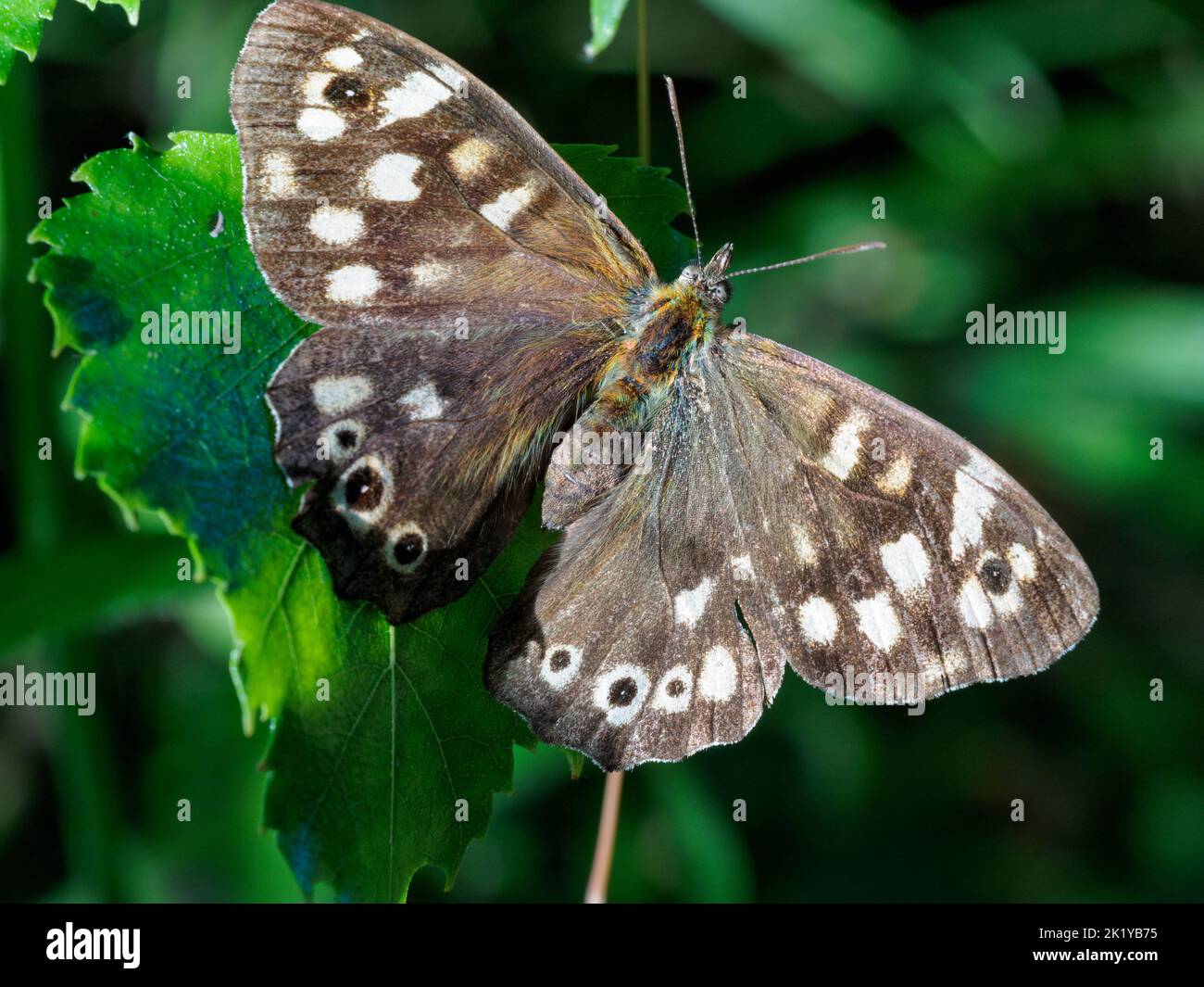 Male speckled wood butterfly (pararge aegeria) on green foliage Stock Photo