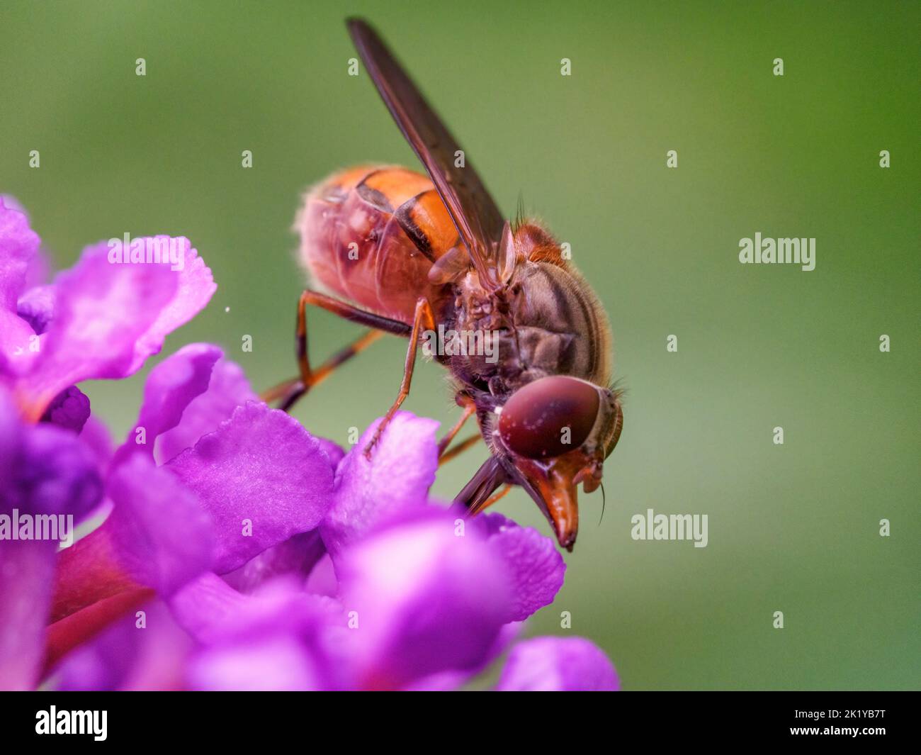 Female Rhingia campestris hoverfly on a buddleia flower against a clean green bachground with space for copy Stock Photo