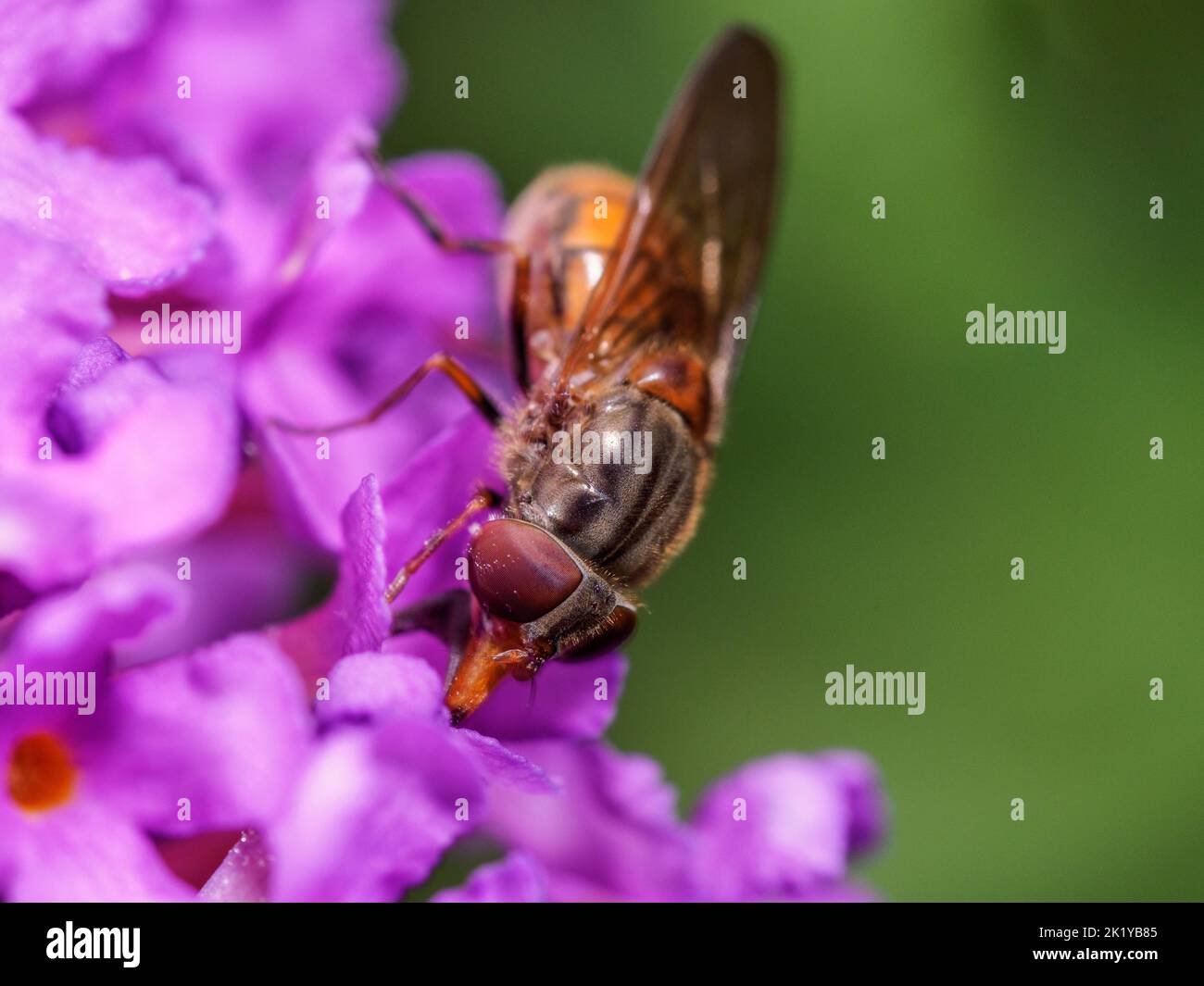 Female Rhingia campestris hoverfly on a buddleia flower against a clean green bachground with space for copy Stock Photo