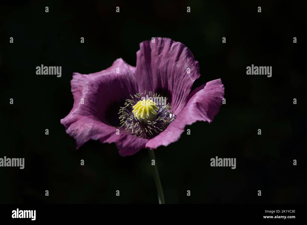 Purple oriental poppy against black background Stock Photo