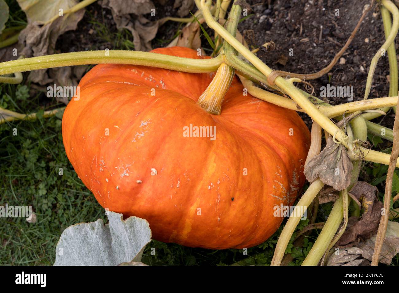 Ripening pumpkin Stock Photo