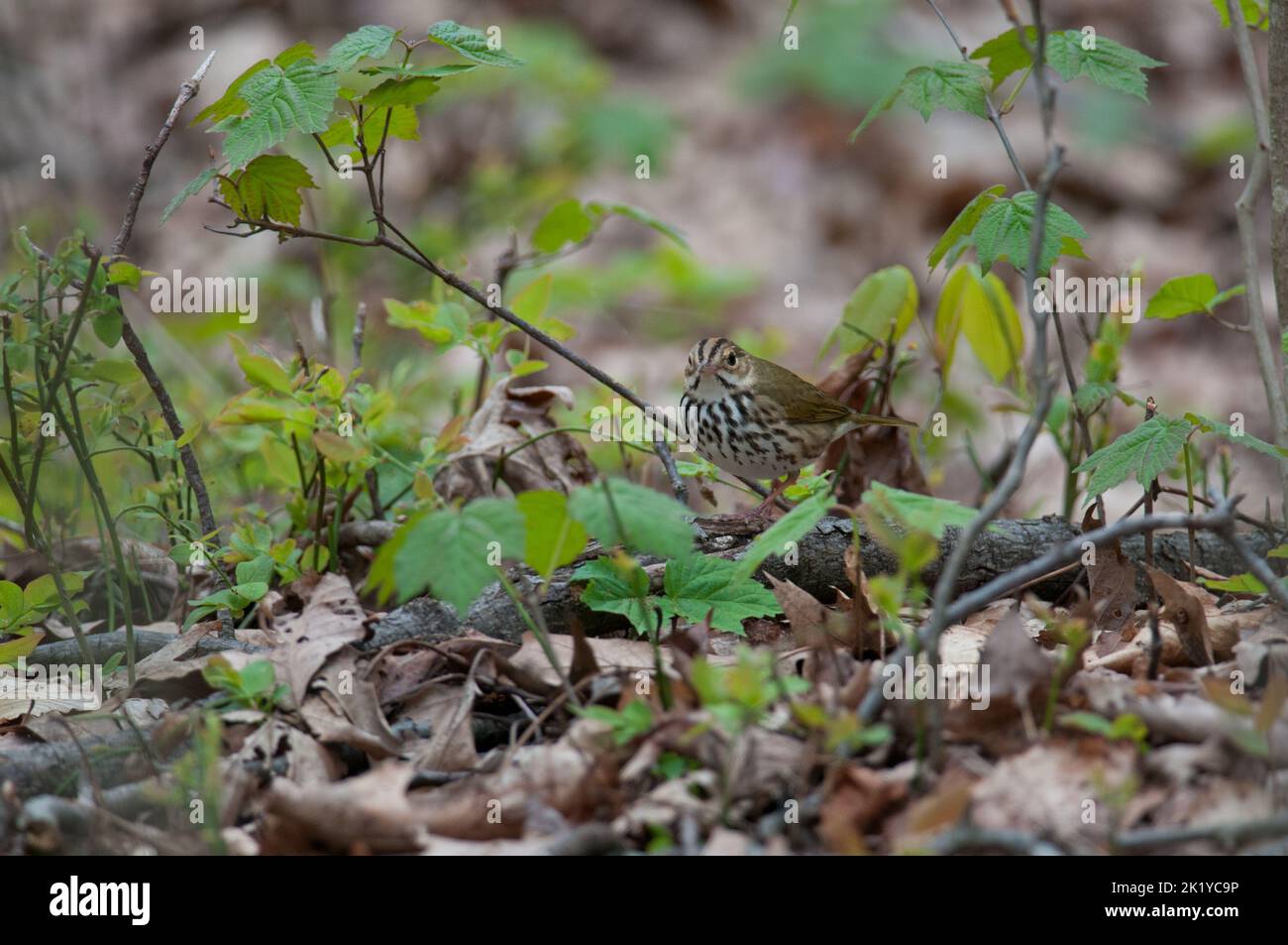 Ovenbird on the forest floor Stock Photo
