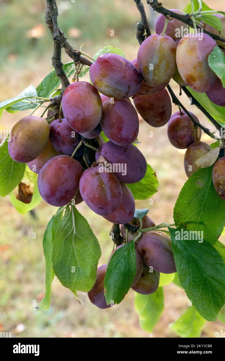 Victoria plums on tree Stock Photo