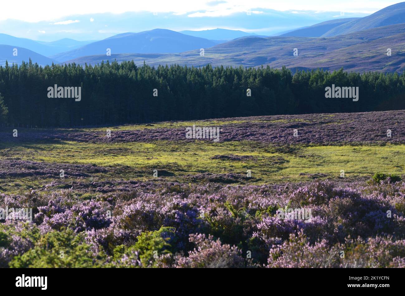 Heather moorlands near Braemar, Cairngorms National Park, Scotland Stock Photo
