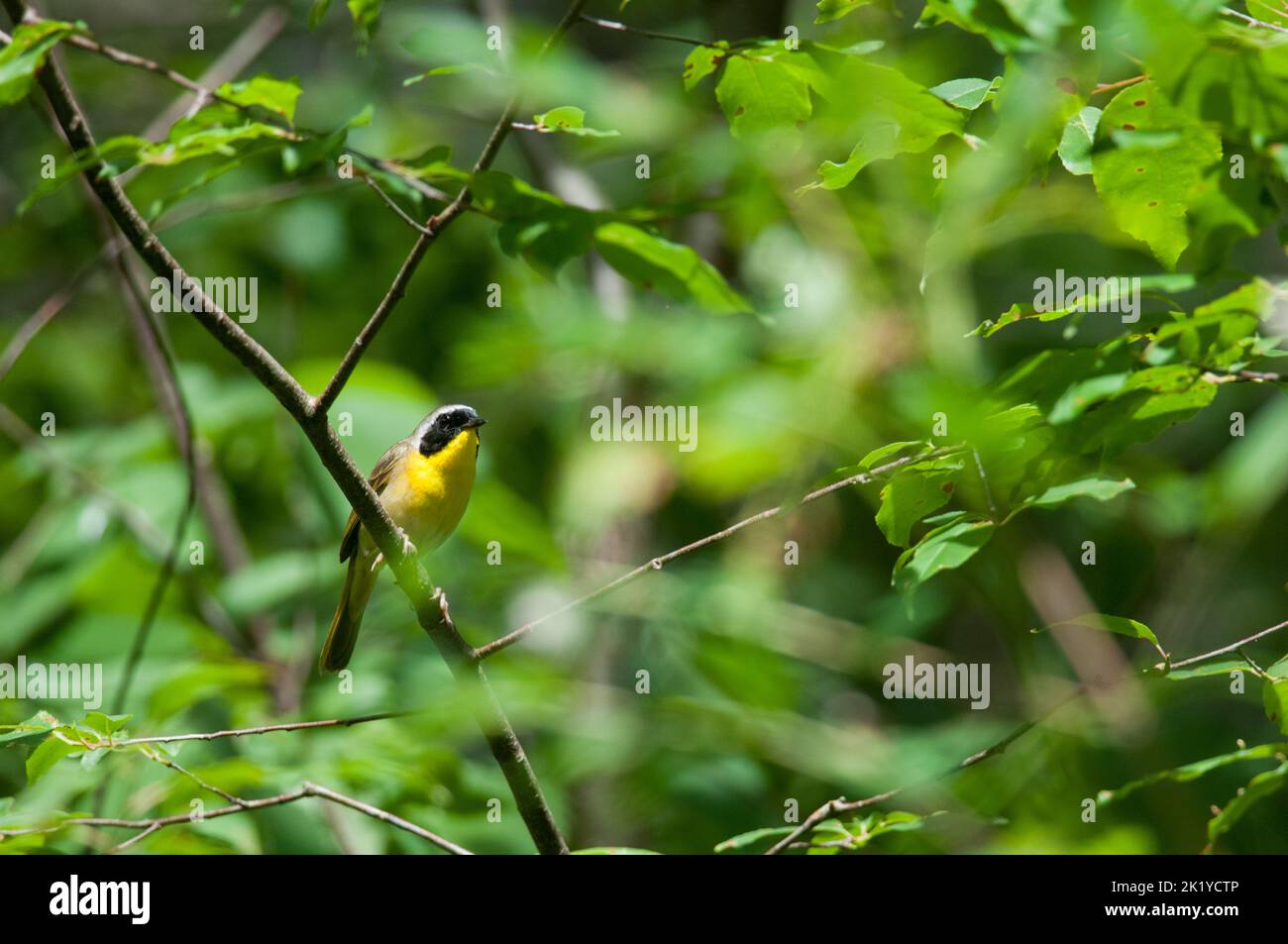 Tiny common yellowthroat perched on a tree branch in the forest of New York Stock Photo