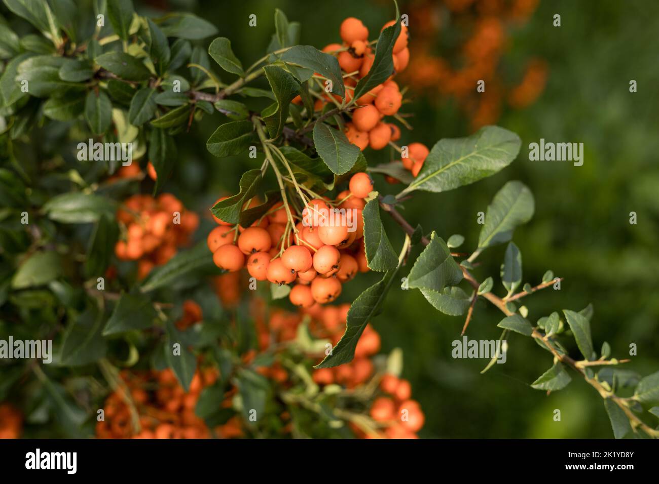 A branch of the Firethorn bush with berries (Pyracantha coccinea). Stock Photo