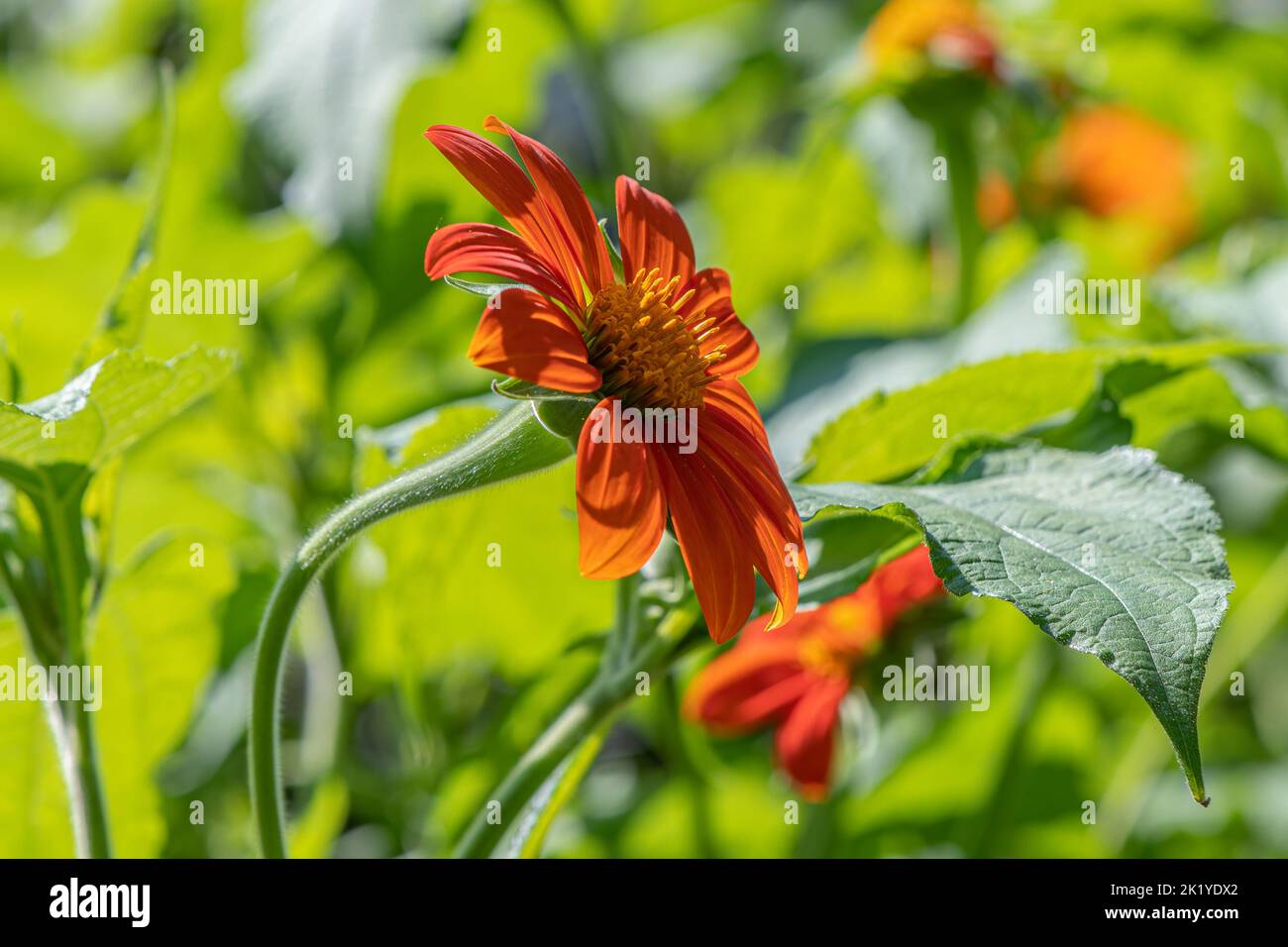 Mexican Sunflower. Stock Photo