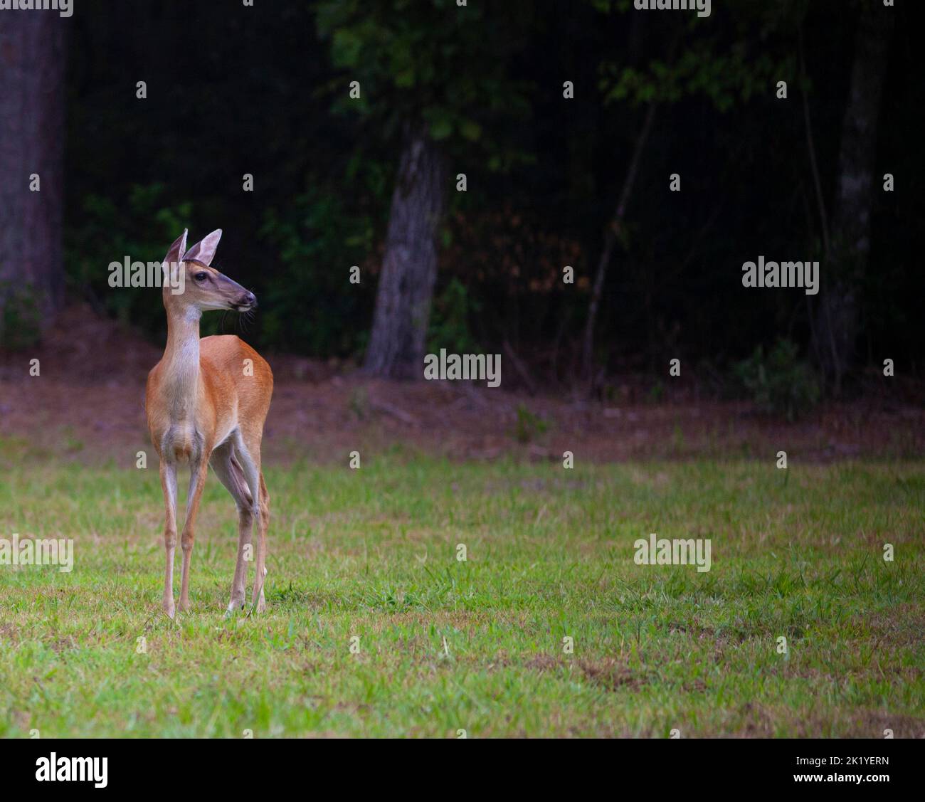 Whitetail doe on a grassy field near Raeford North Carolina Stock Photo