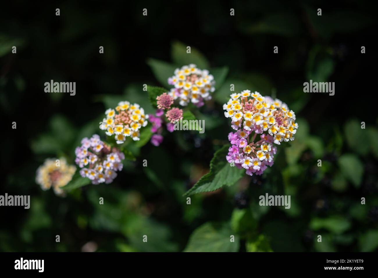 lantana-aculeata-white-yeallow-and-pink-flowers-on-dark-green-leaves