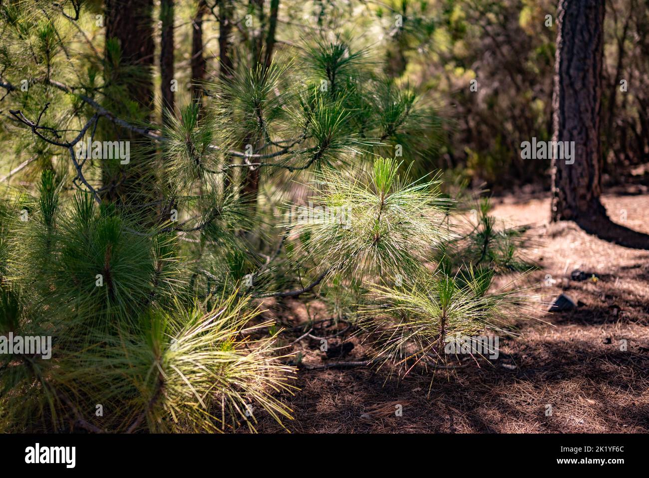 Pinus canariensis or the Canary Island pine young shoots background Stock Photo