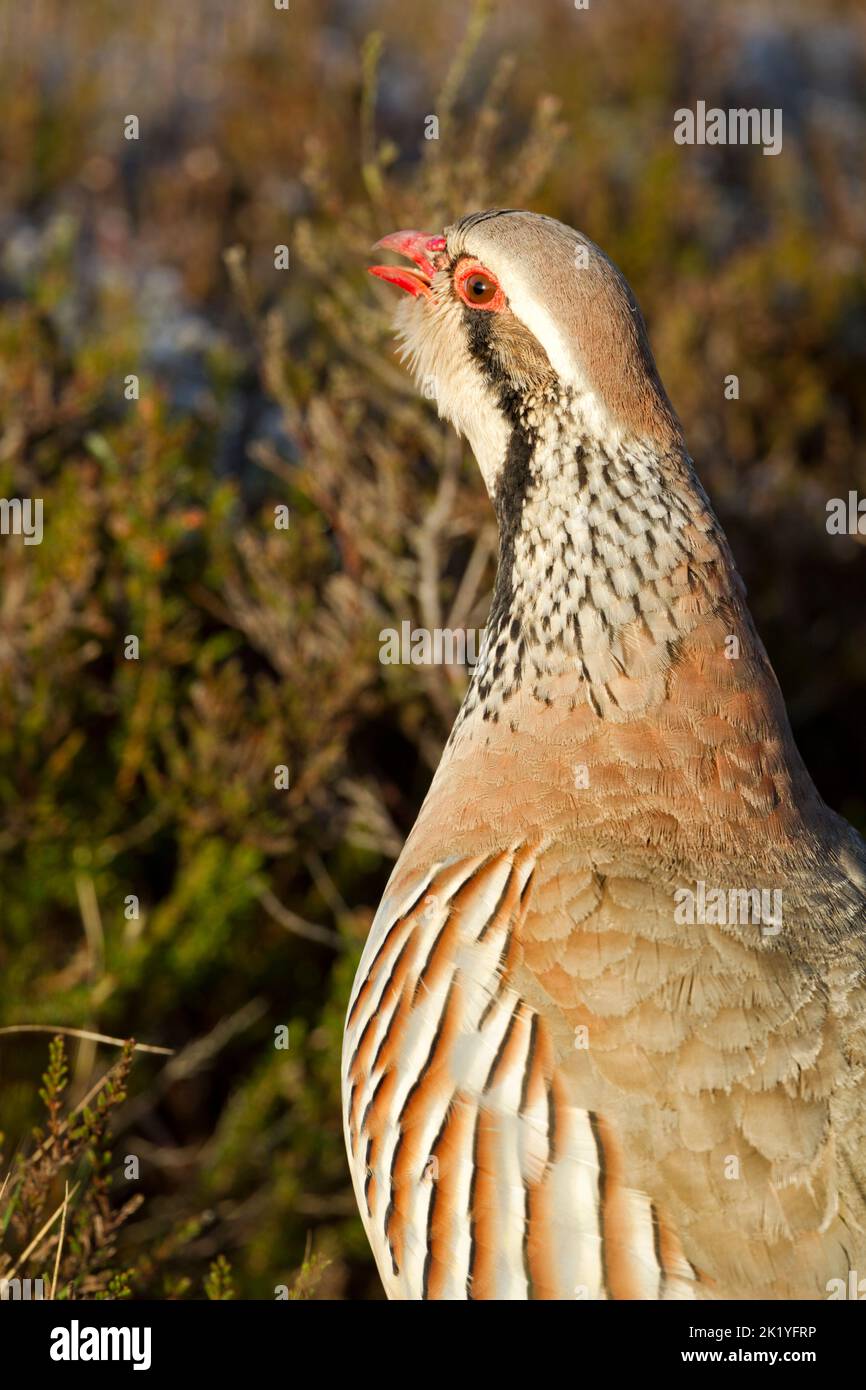 Red-legged partridge (Alectoris rufa) among heather in North York Moors. Head, neck and upper body view with head raised and neck extended while calli Stock Photo