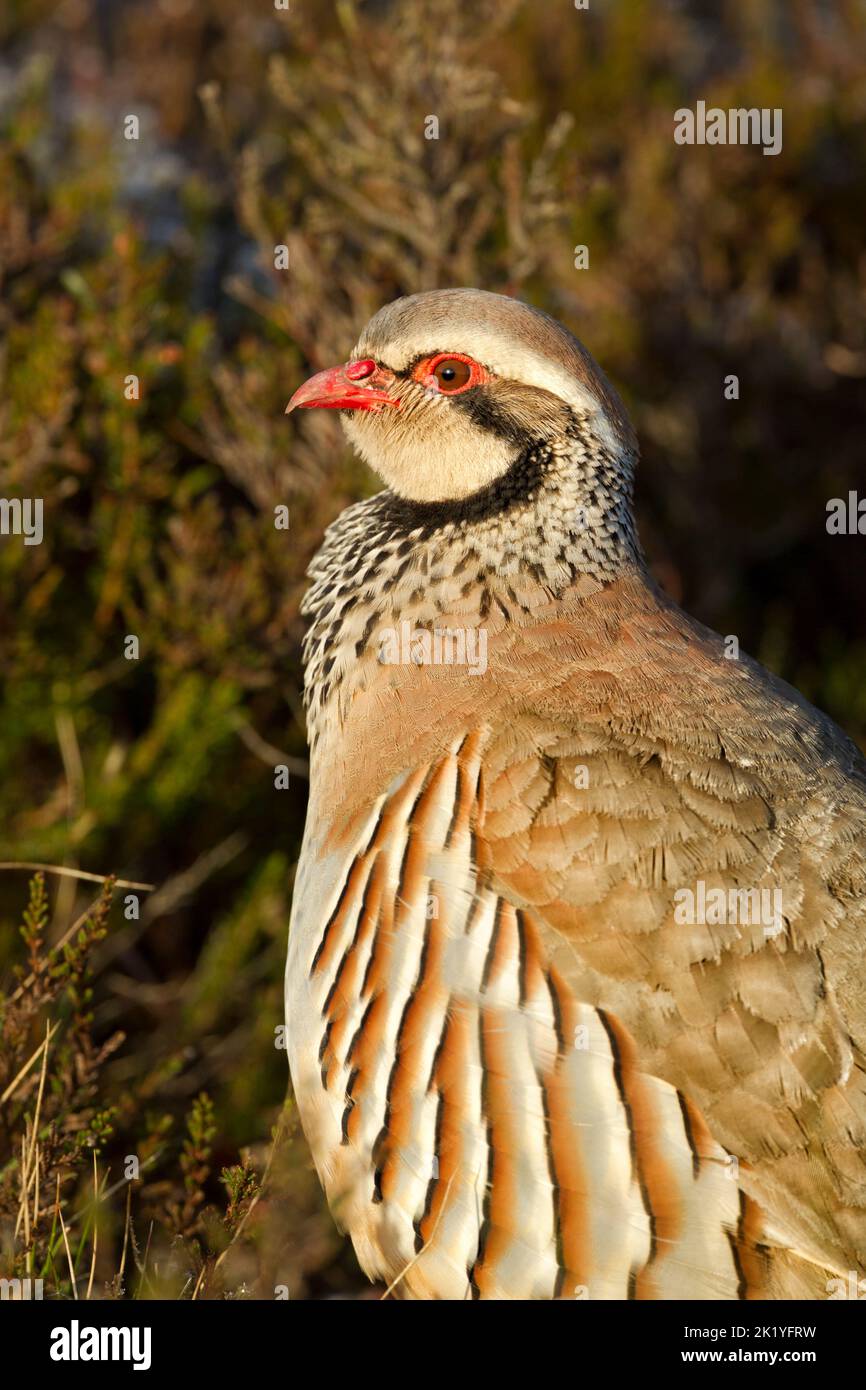Red-legged partridge (Alectoris rufa) among heather in North York Moors. Head, neck and upper body view. Stock Photo