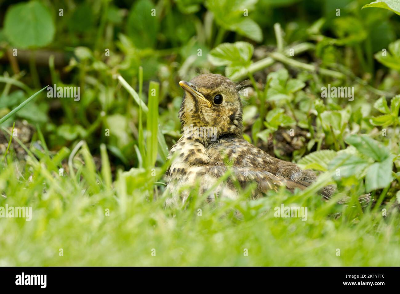 Young song thrush (Turdus philomelos) sunbathing among grass and other vegetation in a rural garden. Stock Photo