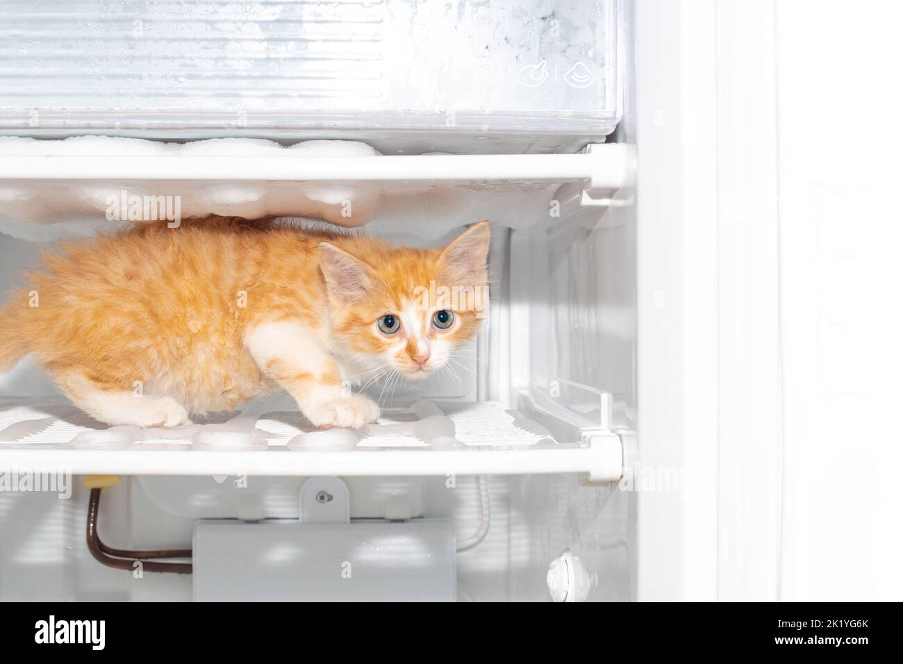 Ginger kitten on the shelf of the freezer. Defrosting the refrigerator, household chores. Stock Photo