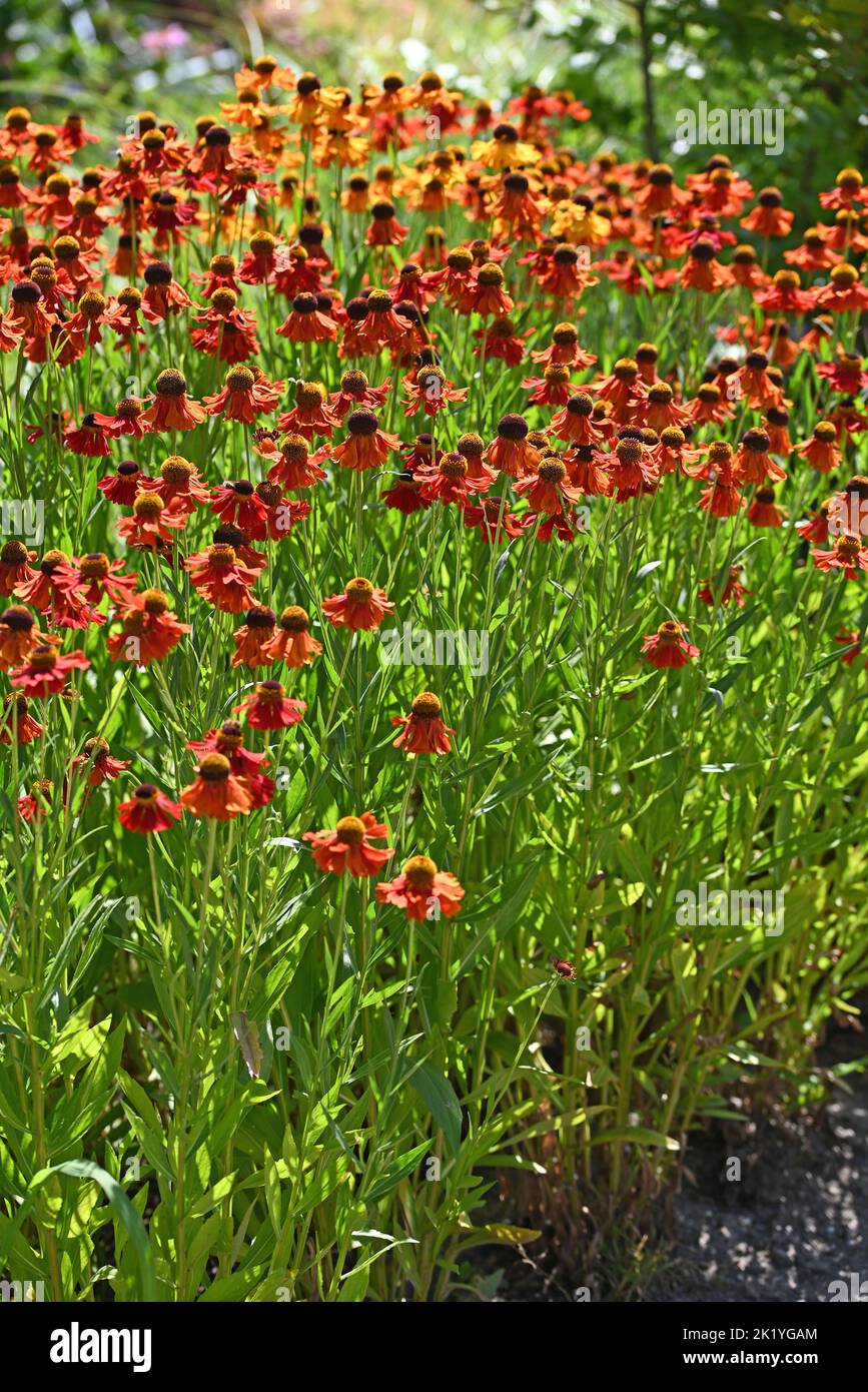 Red Helenium flowering is a perrenial garden Stock Photo