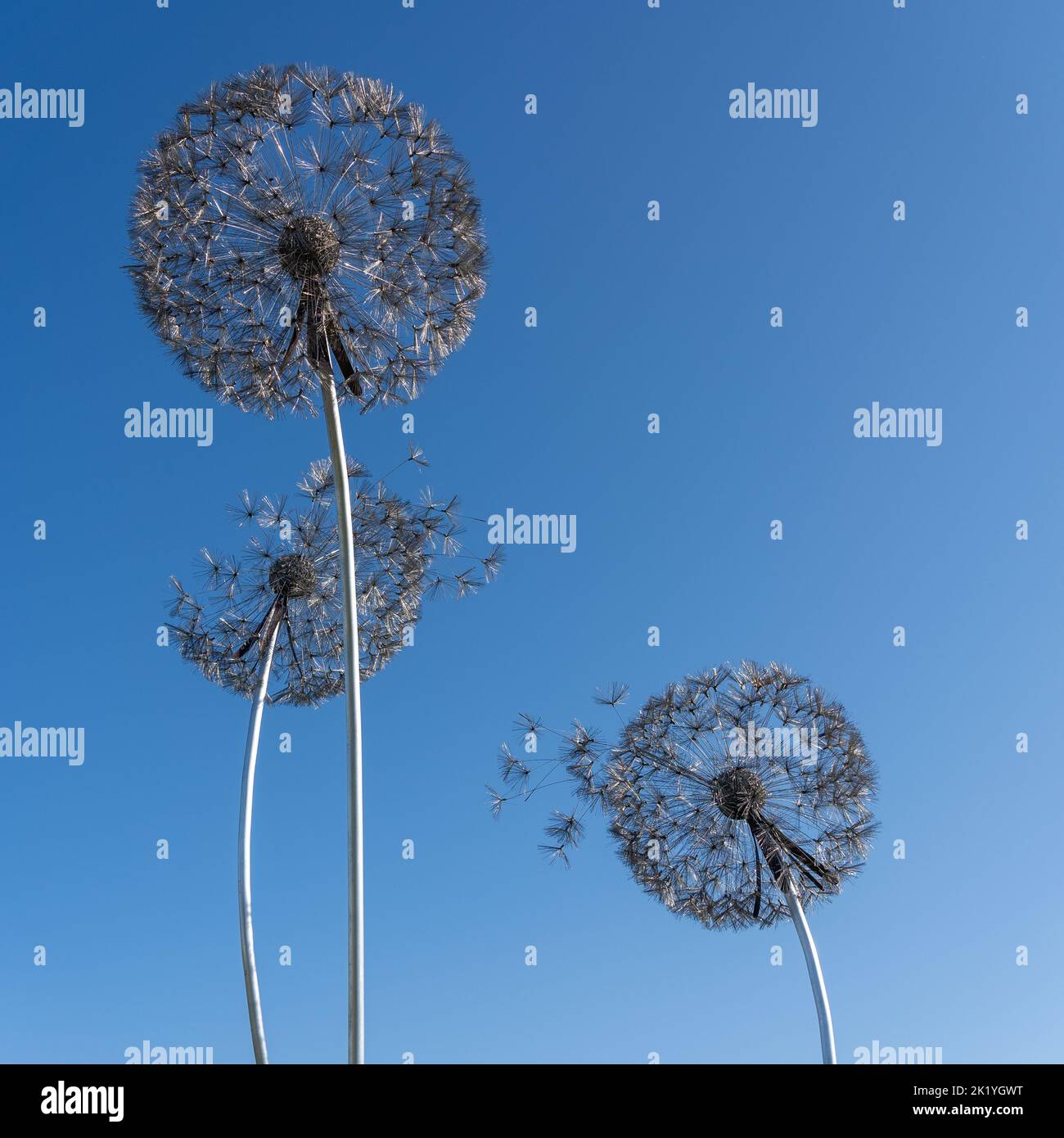 dandelion sculpture art display Stock Photo Alamy