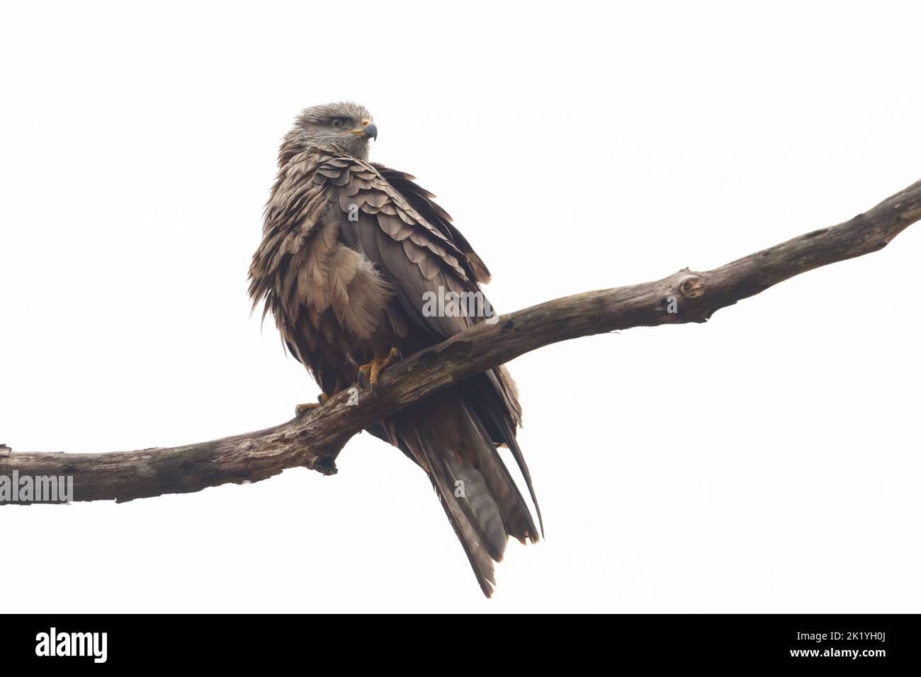 close-up one black kite (milvus migrans) sitting on tree branch Stock Photo