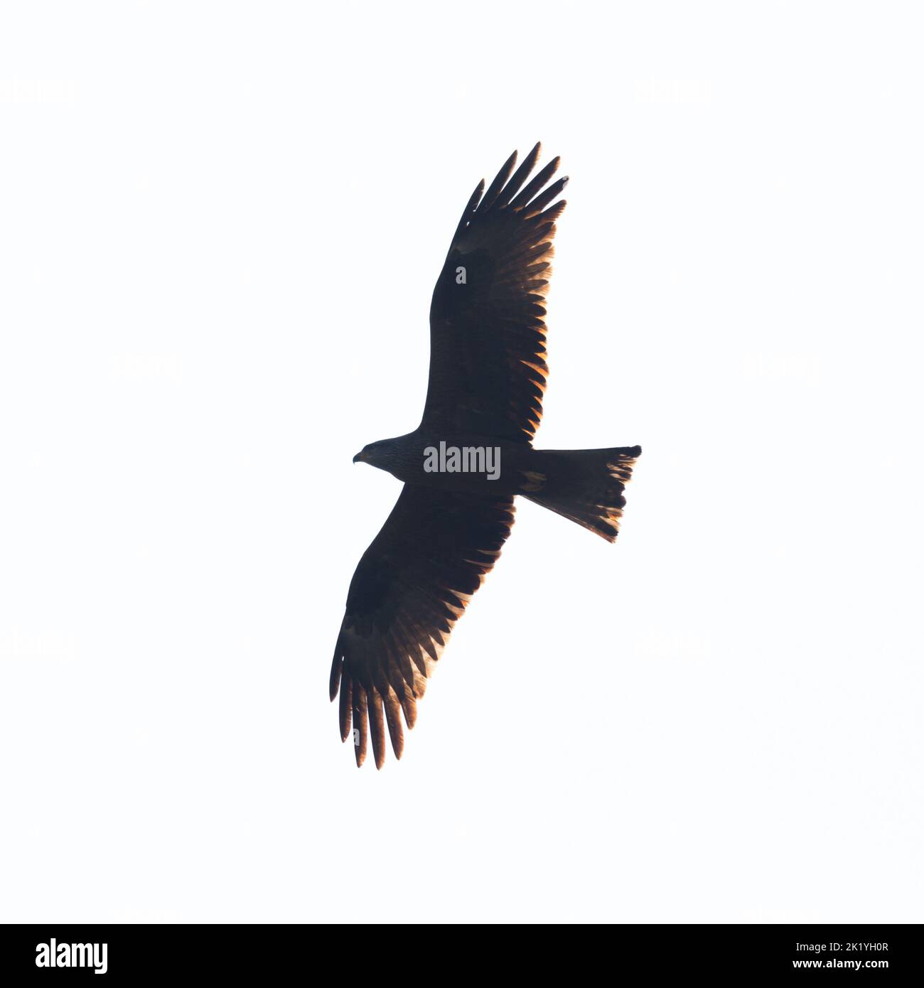 close view isolated black kite (milvus migrans) in back light Stock Photo