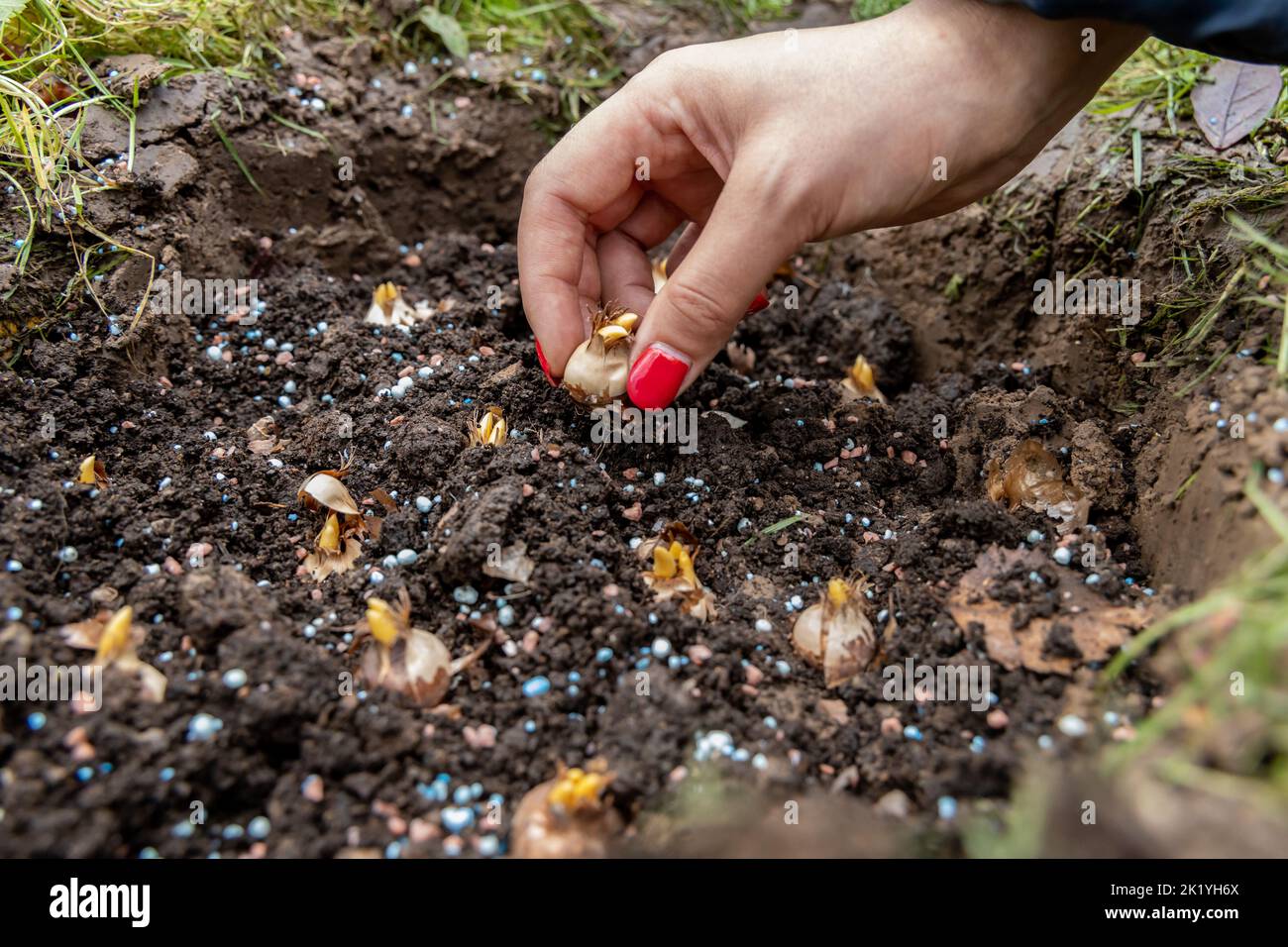 hand sadi in soilsoil flower bulbs. Hand holding a crocus bulb before