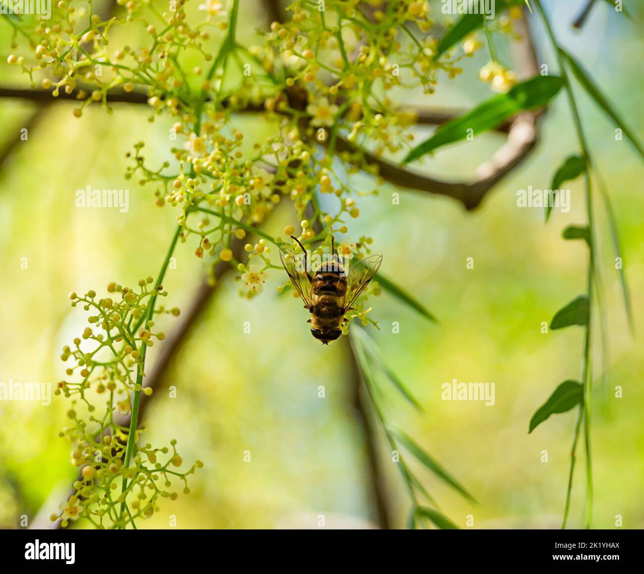 Honeybee At Work Gathering Nectar in a park Stock Photo