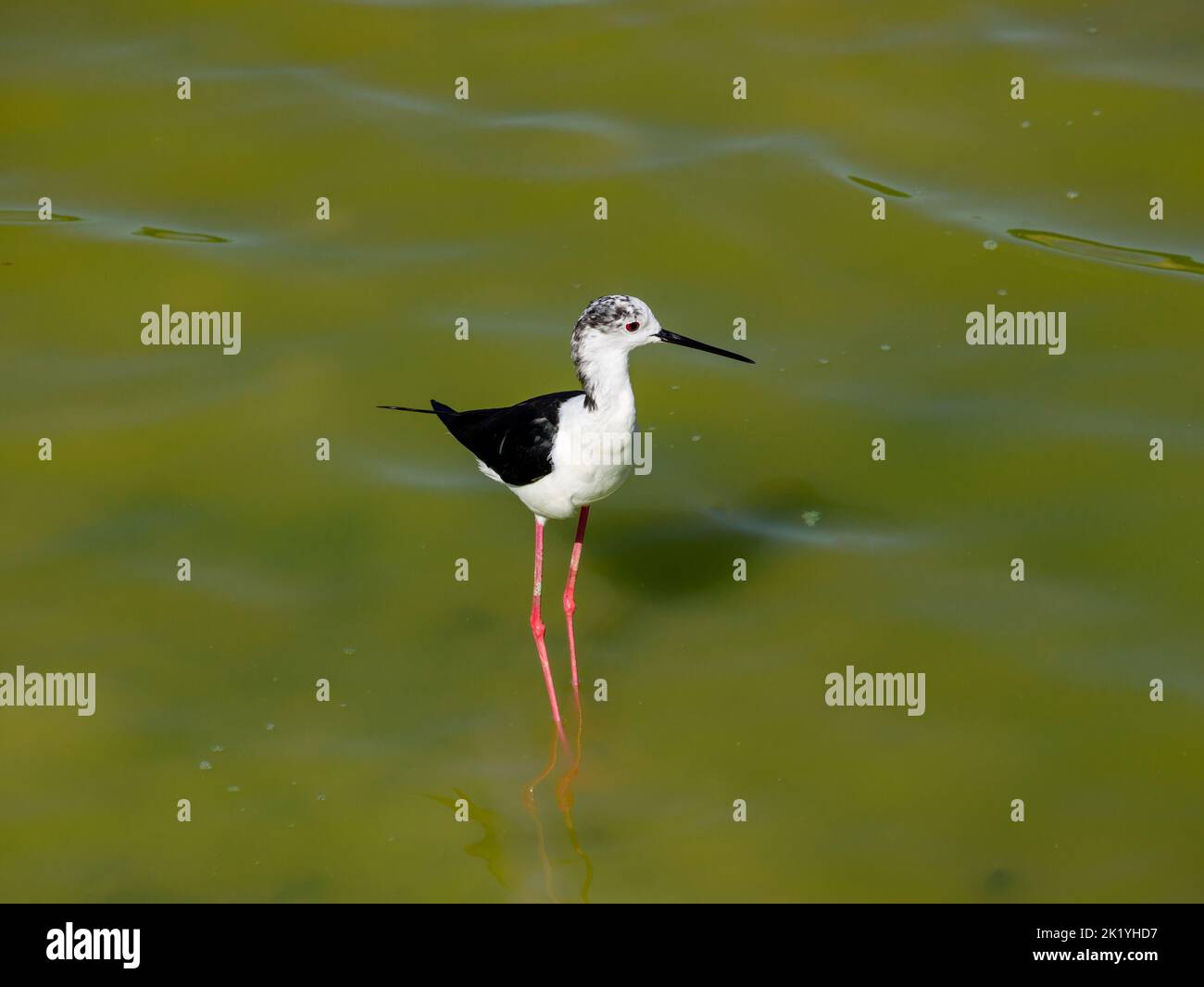 standing birds on the shore of a lake or a pond, Cavaliere D'italia, birds of areas with a tropical climate Stock Photo