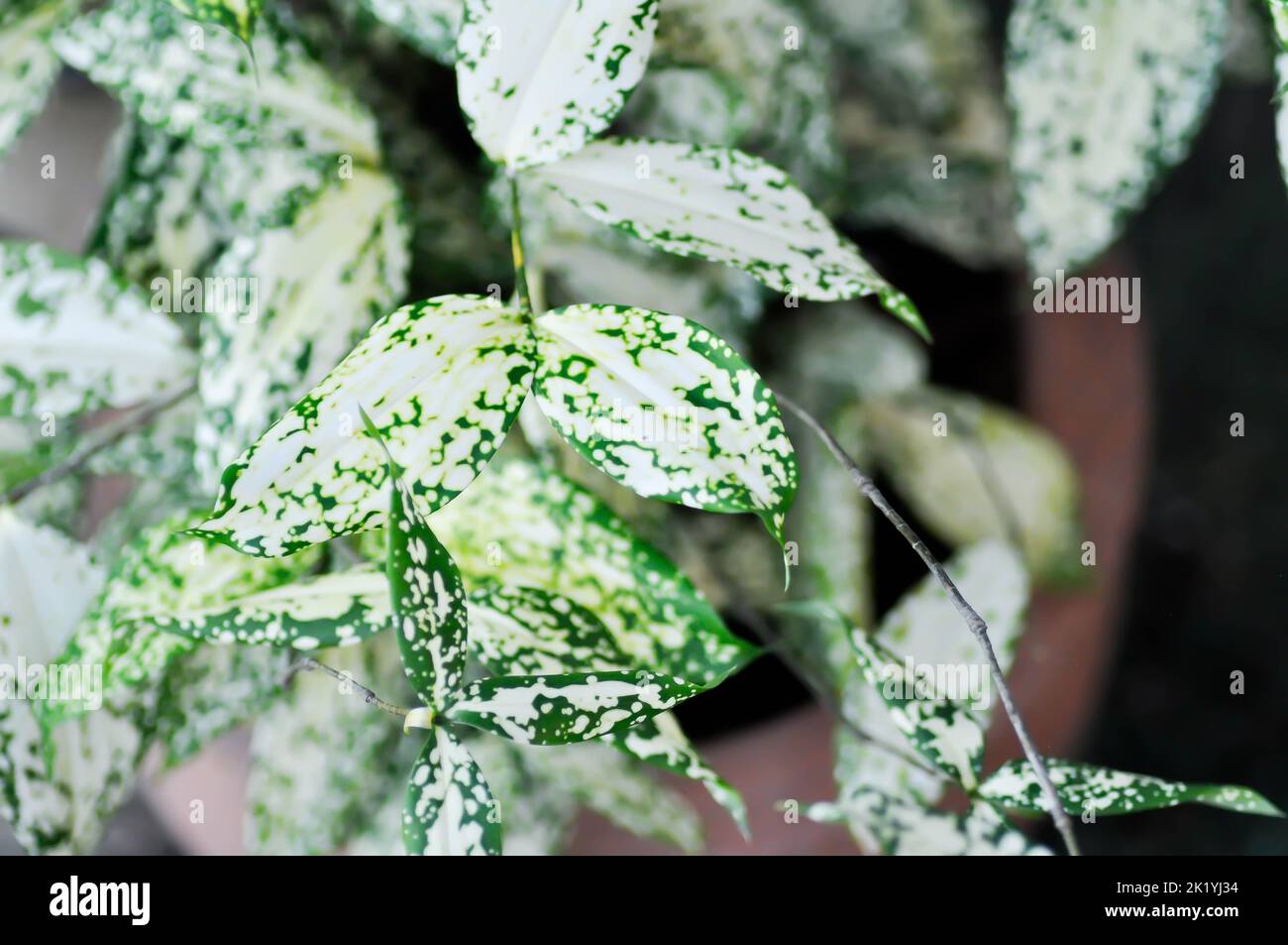 Dracaena surculosa Lindl, Gold dust dracaena or bicolor plant or white leaf Stock Photo