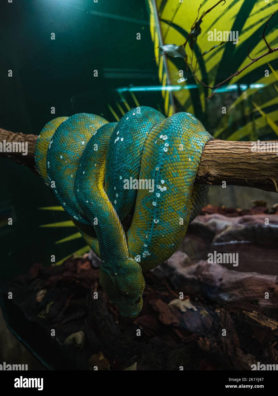 Snake terrarium in zoo hi-res stock photography and images - Alamy