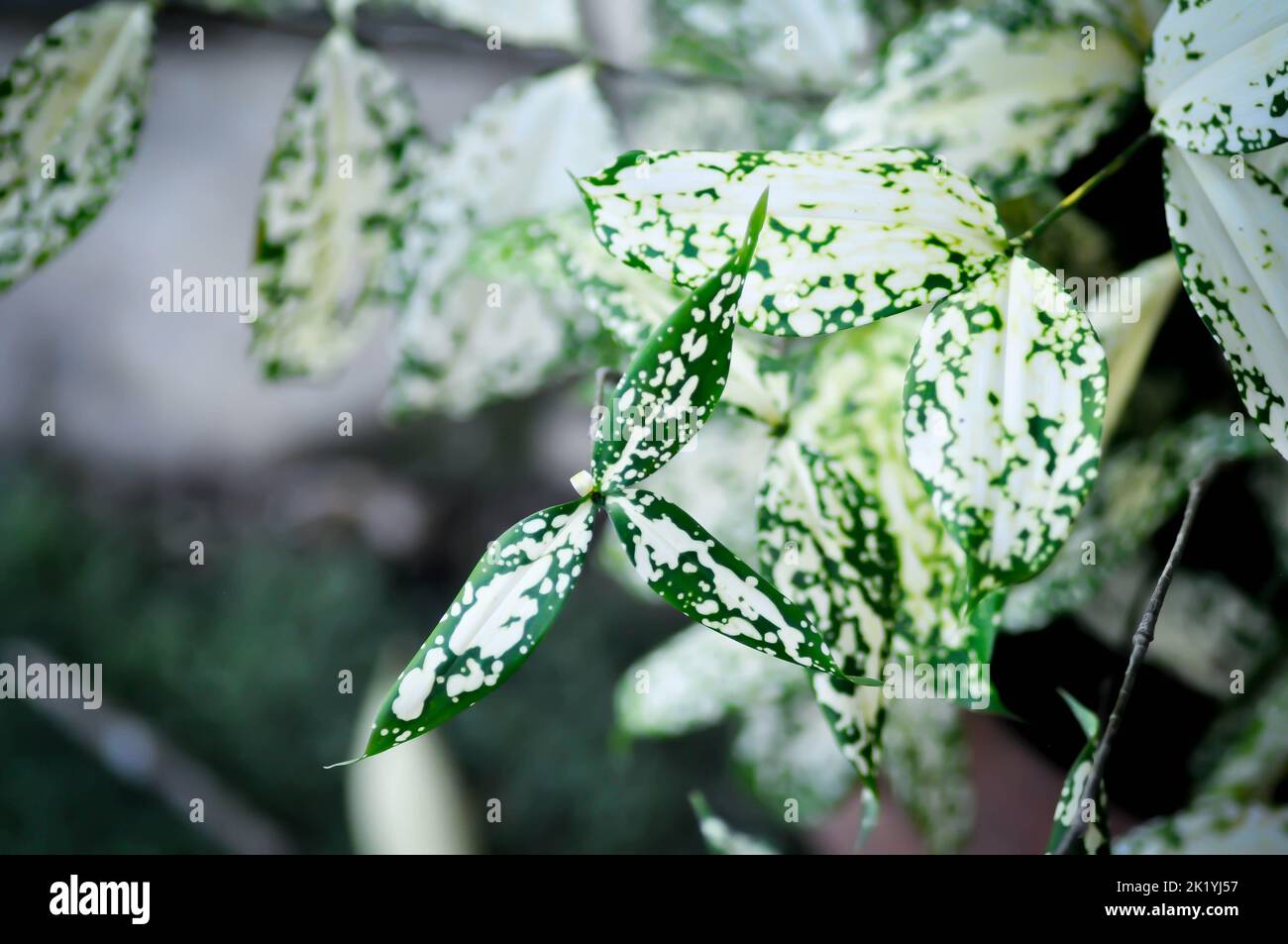 Dracaena surculosa Lindl, Gold dust dracaena or bicolor plant or white leaf Stock Photo