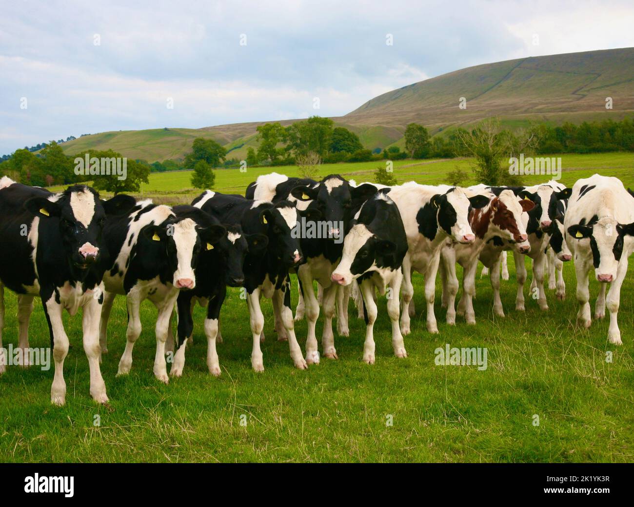 Ambushed by a herd of cows on the approach to Pendle Hill Stock Photo