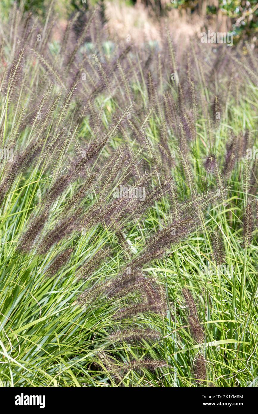 Pennisetum alopecuroides 'Dark Desire' (Chinese fountain grass) in flower. Ornamental grass with dark purple-black flowerheads in late summer Stock Photo