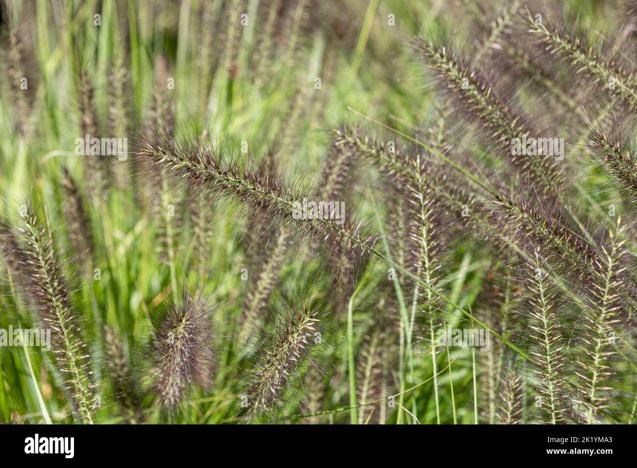 Pennisetum alopecuroides 'Dark Desire' (Chinese fountain grass) in flower. Ornamental grass with dark purple-black flowerheads in late summer Stock Photo