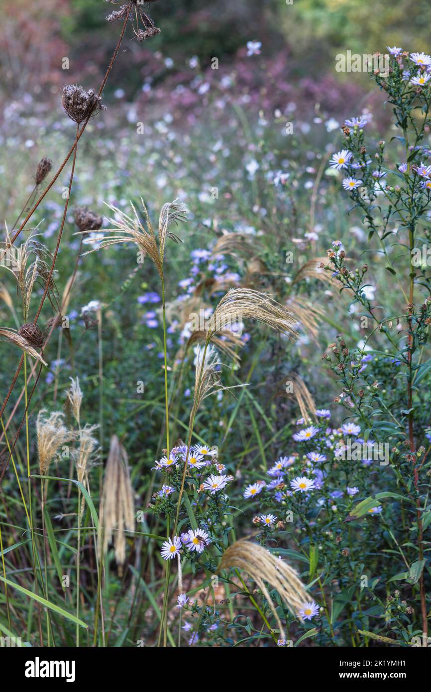 Golden yellow flowerheads of Miscanthus nepalensis with Symphyotrichum turbinellum in naturalistic planting (Himalayan fairy grass, Nepal silver grass Stock Photo